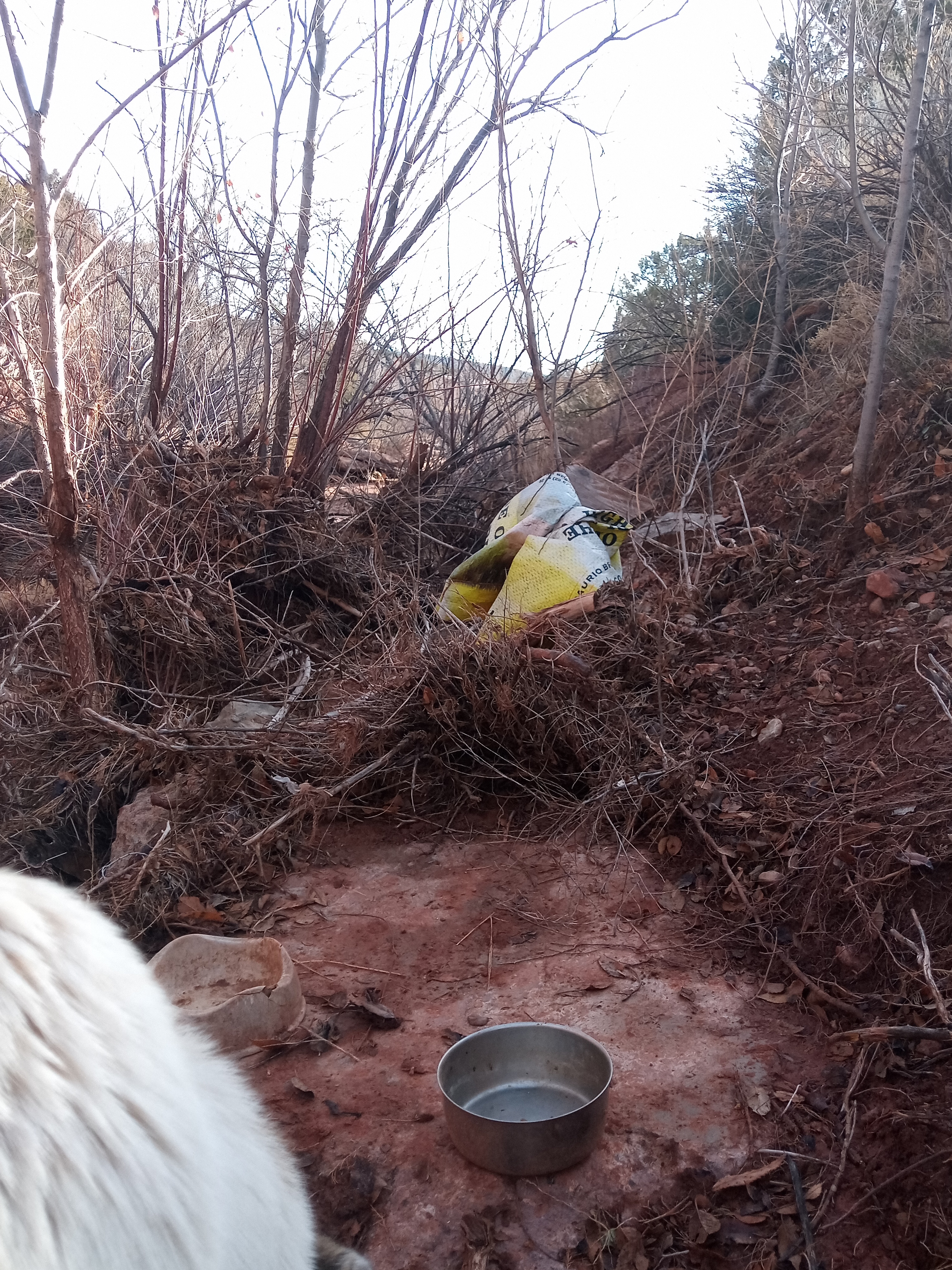 Raw animal camera upload (unprocessed). File: mot-det-20251228-094102.jpg.