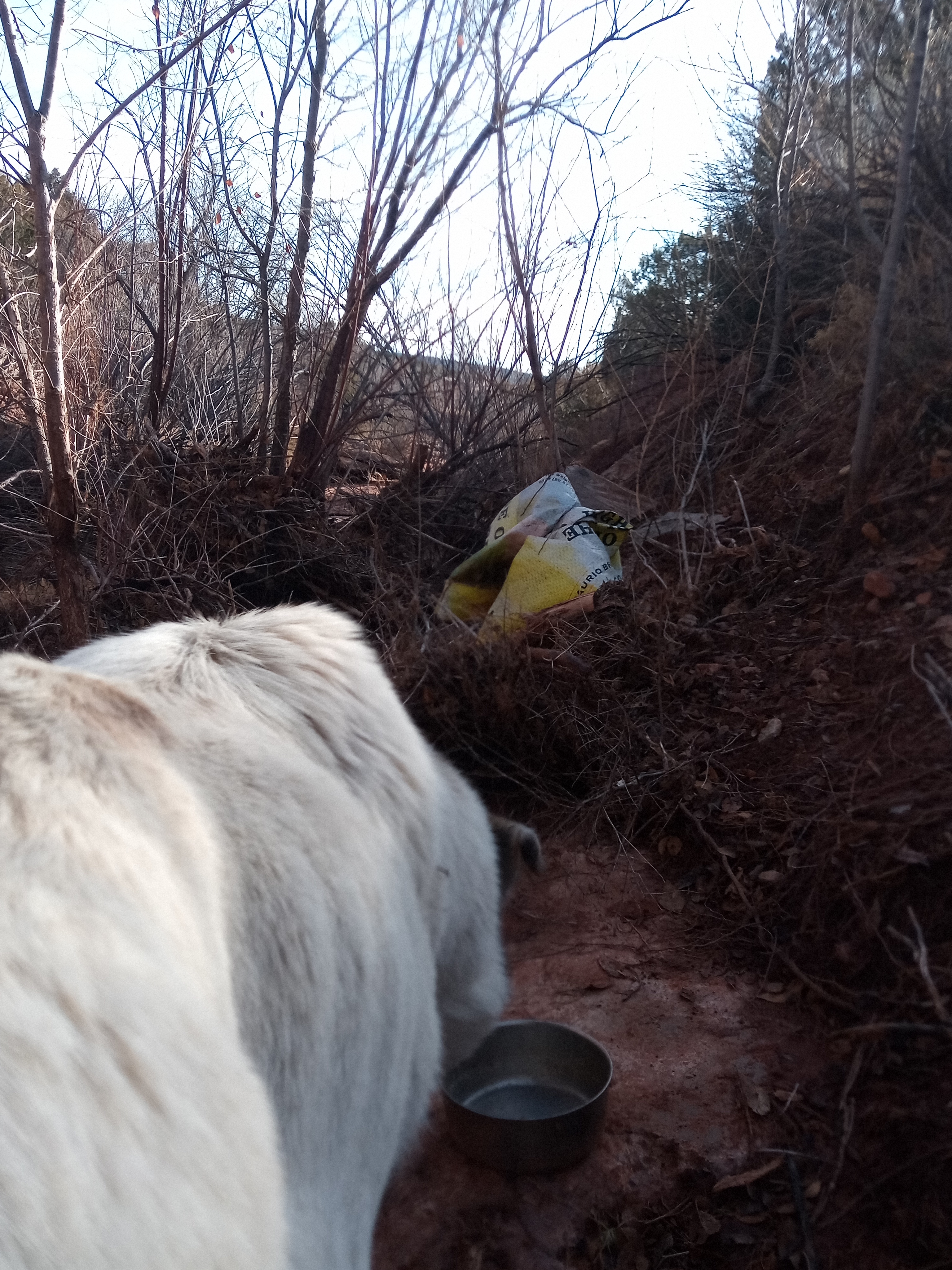 Raw animal camera upload (unprocessed). File: mot-det-20251228-094105.jpg.