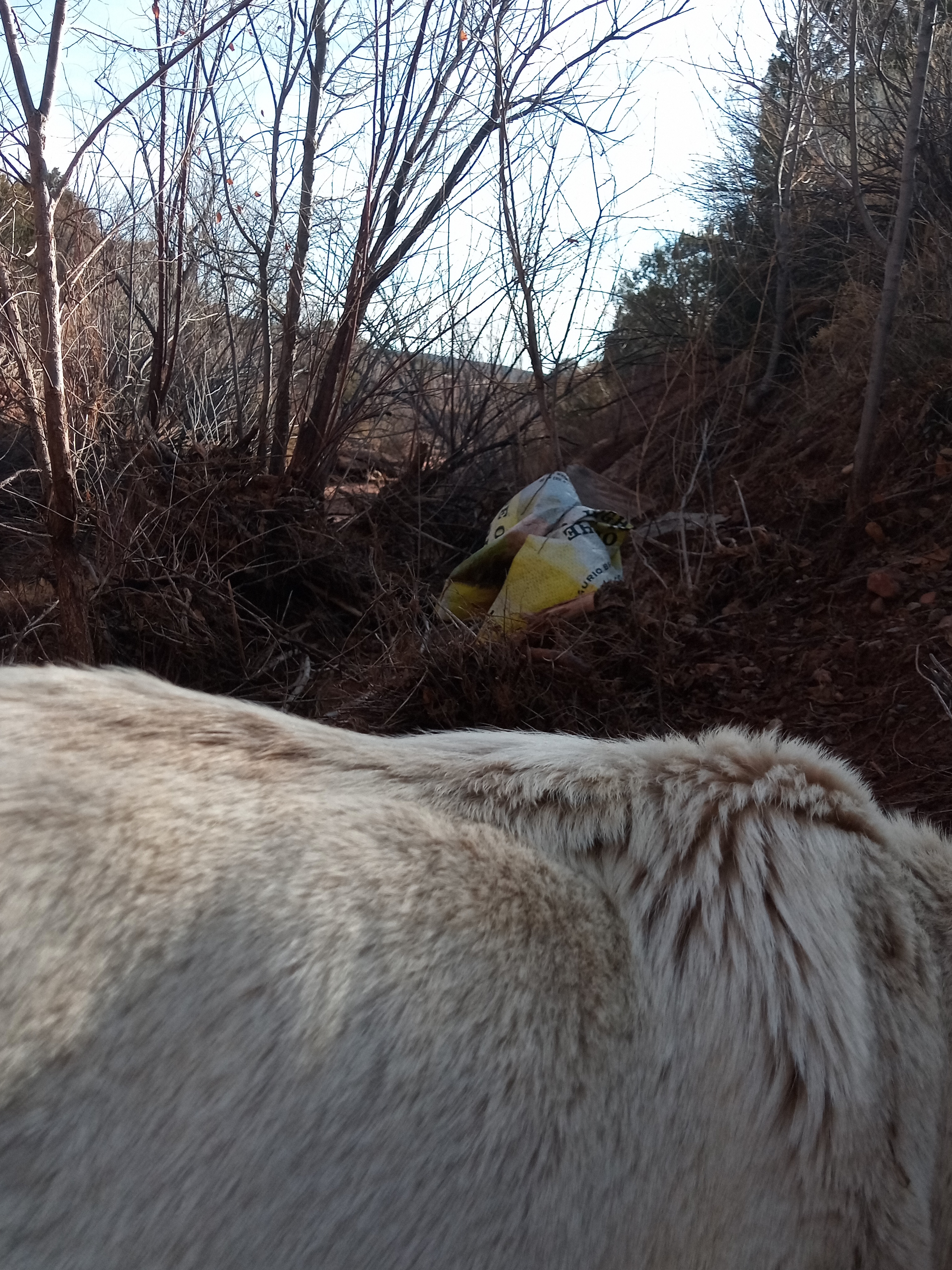 Raw animal camera upload (unprocessed). File: mot-det-20251228-094116.jpg.