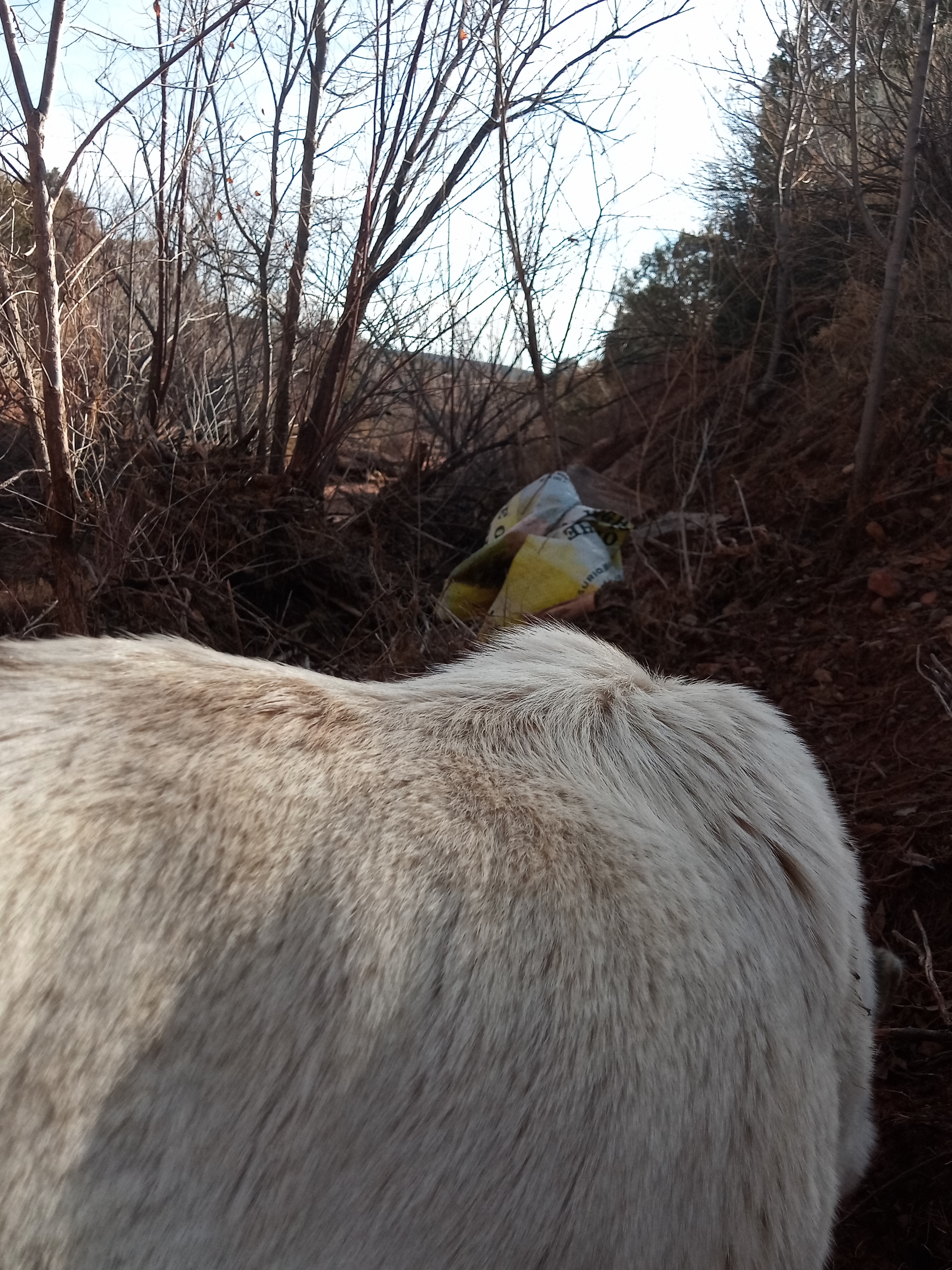 Raw animal camera upload (unprocessed). File: mot-det-20251228-094119.jpg.