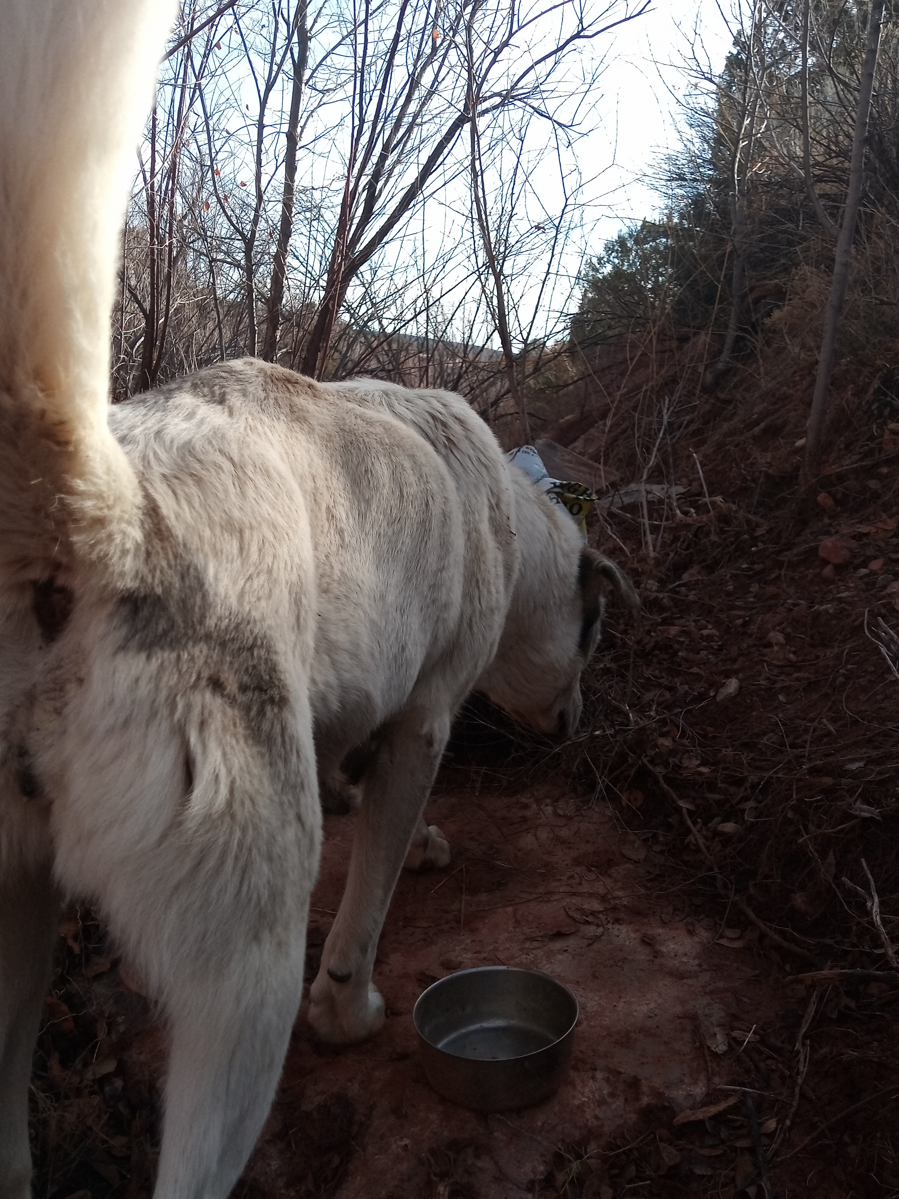 Raw animal camera upload (unprocessed). File: mot-det-20251228-094130.jpg.