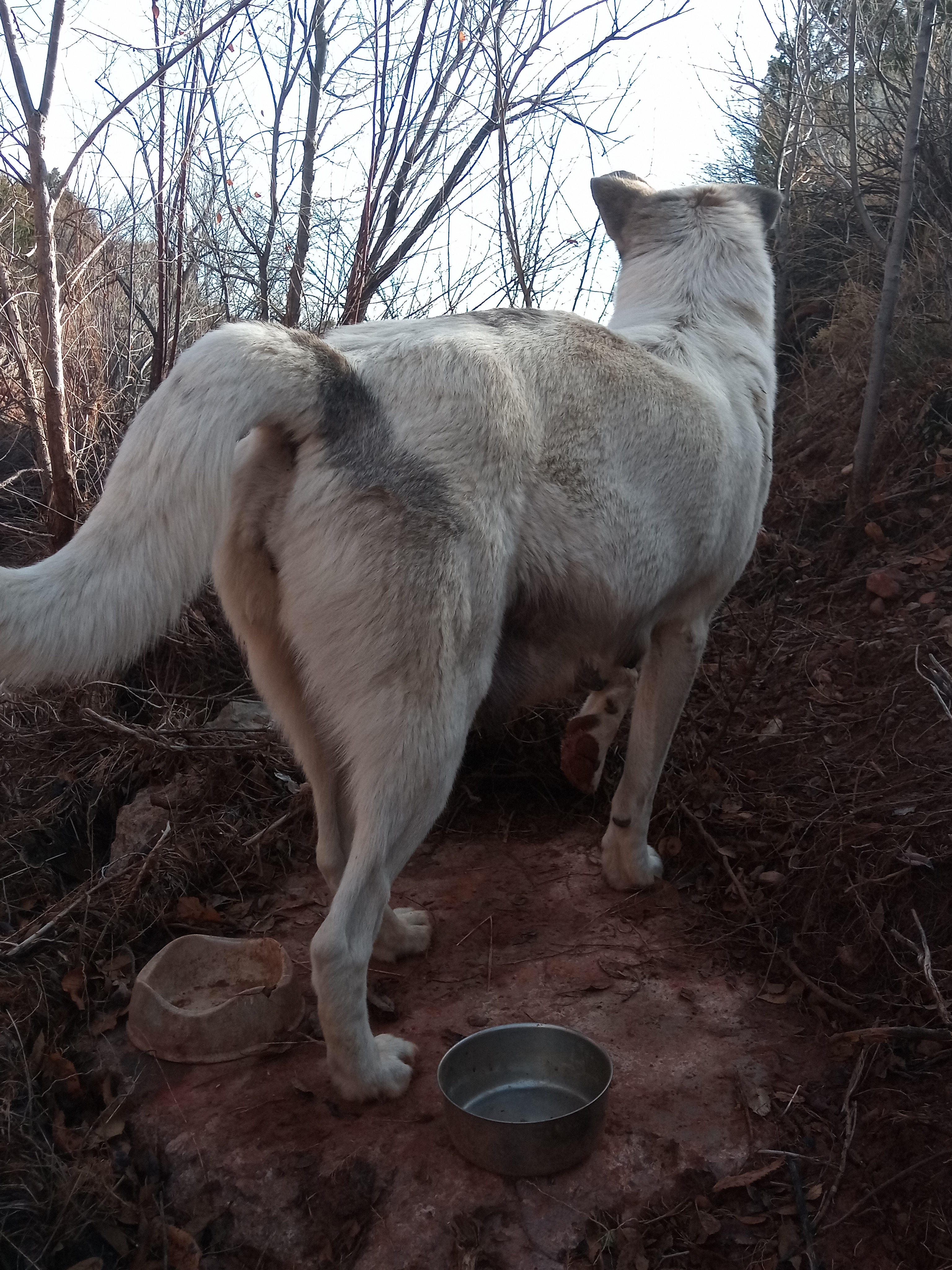 Raw animal camera upload (unprocessed). File: mot-det-20251228-094133.jpg.