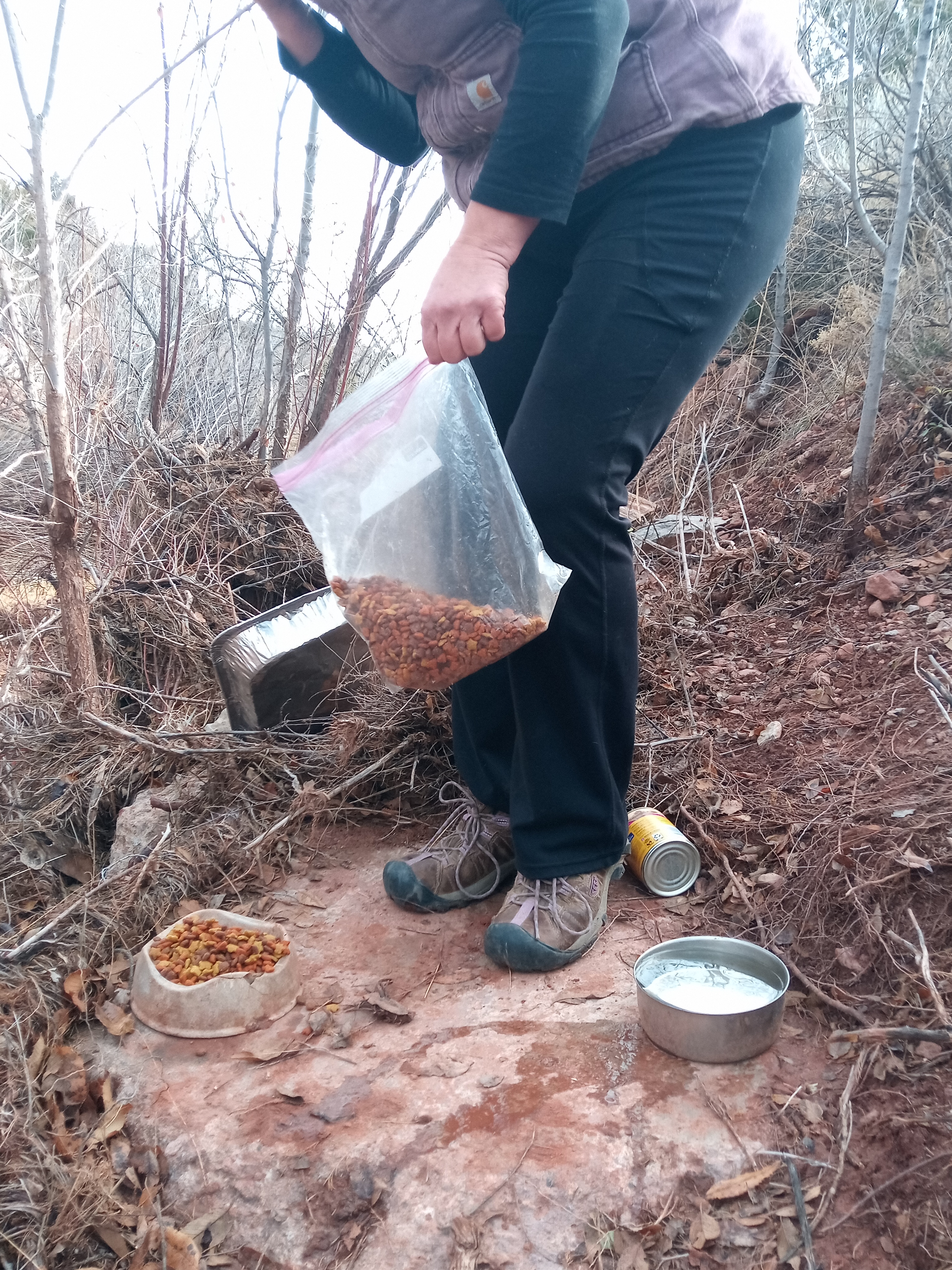 Raw animal camera upload (unprocessed). File: mot-det-20251228-105247.jpg.