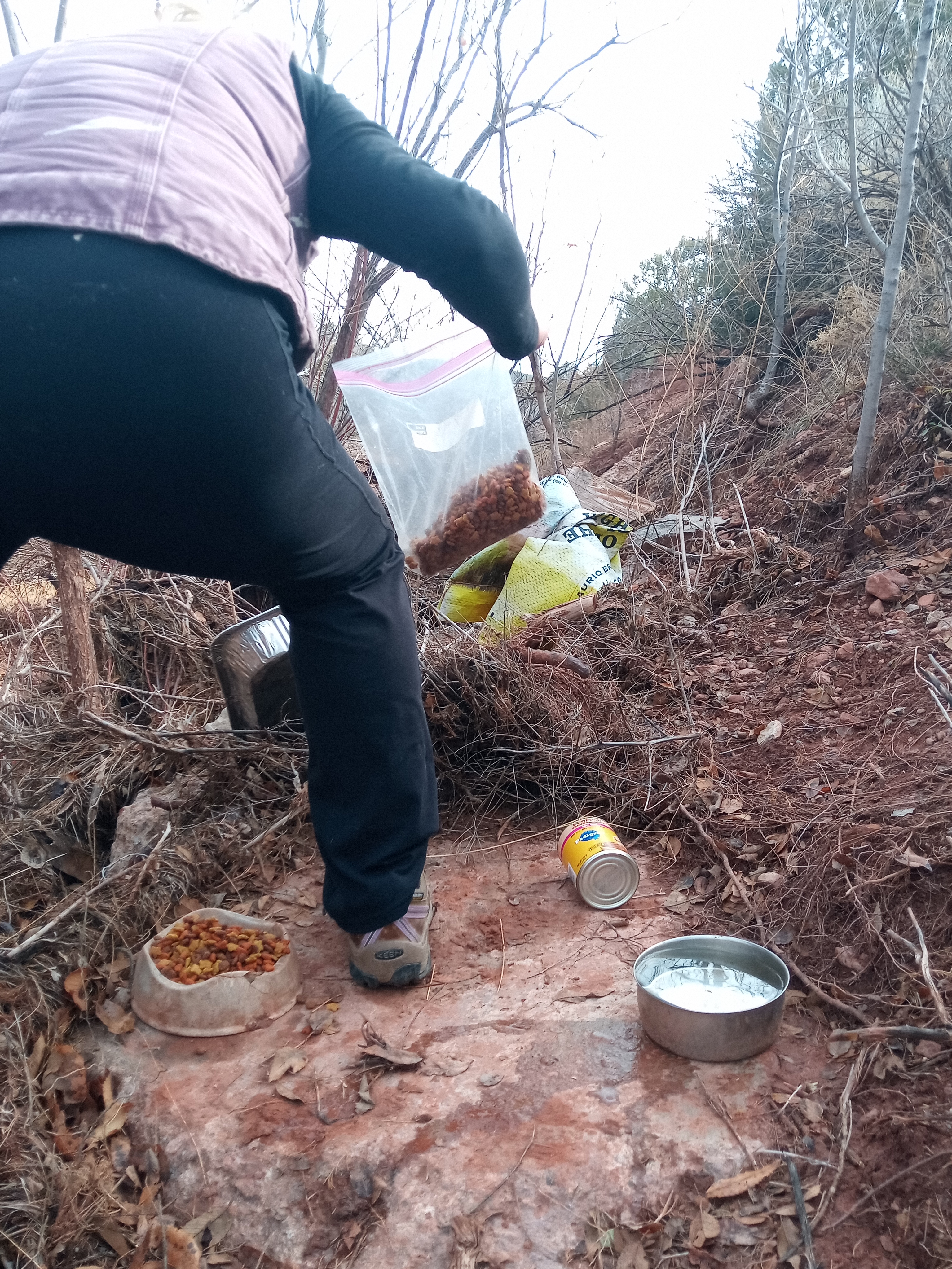 Raw animal camera upload (unprocessed). File: mot-det-20251228-105250.jpg.