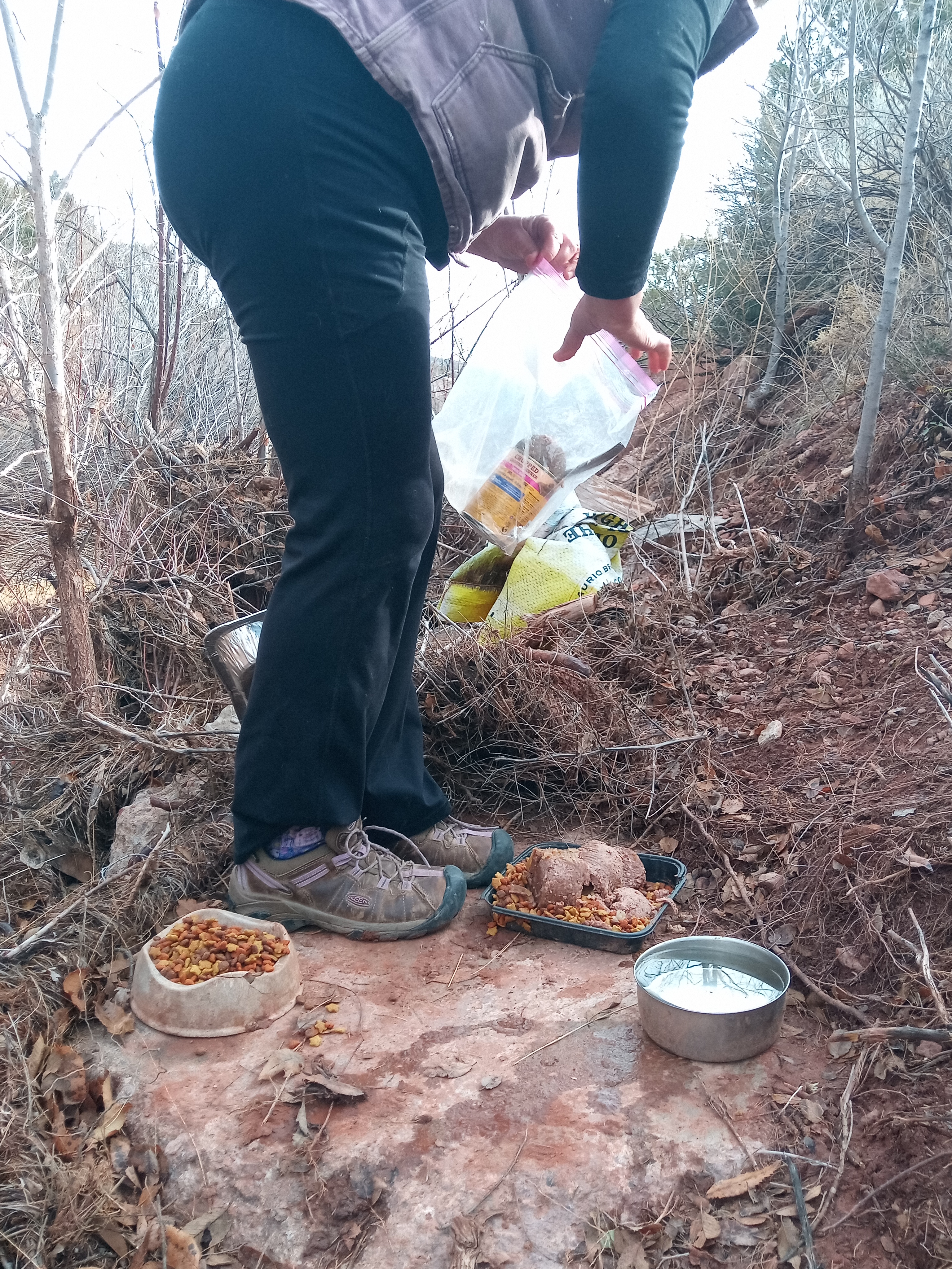 Raw animal camera upload (unprocessed). File: mot-det-20251228-105341.jpg.