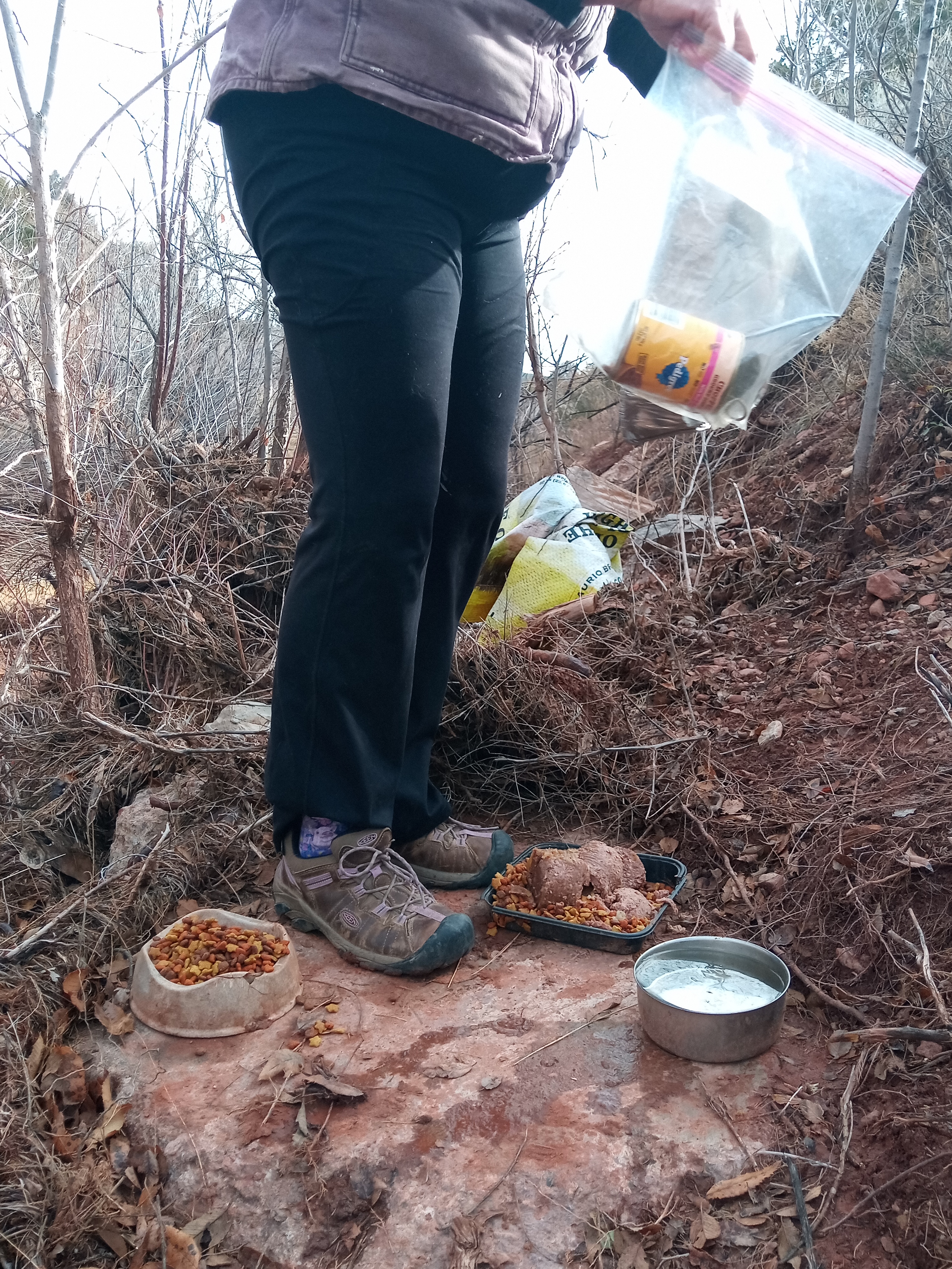 Raw animal camera upload (unprocessed). File: mot-det-20251228-105344.jpg.