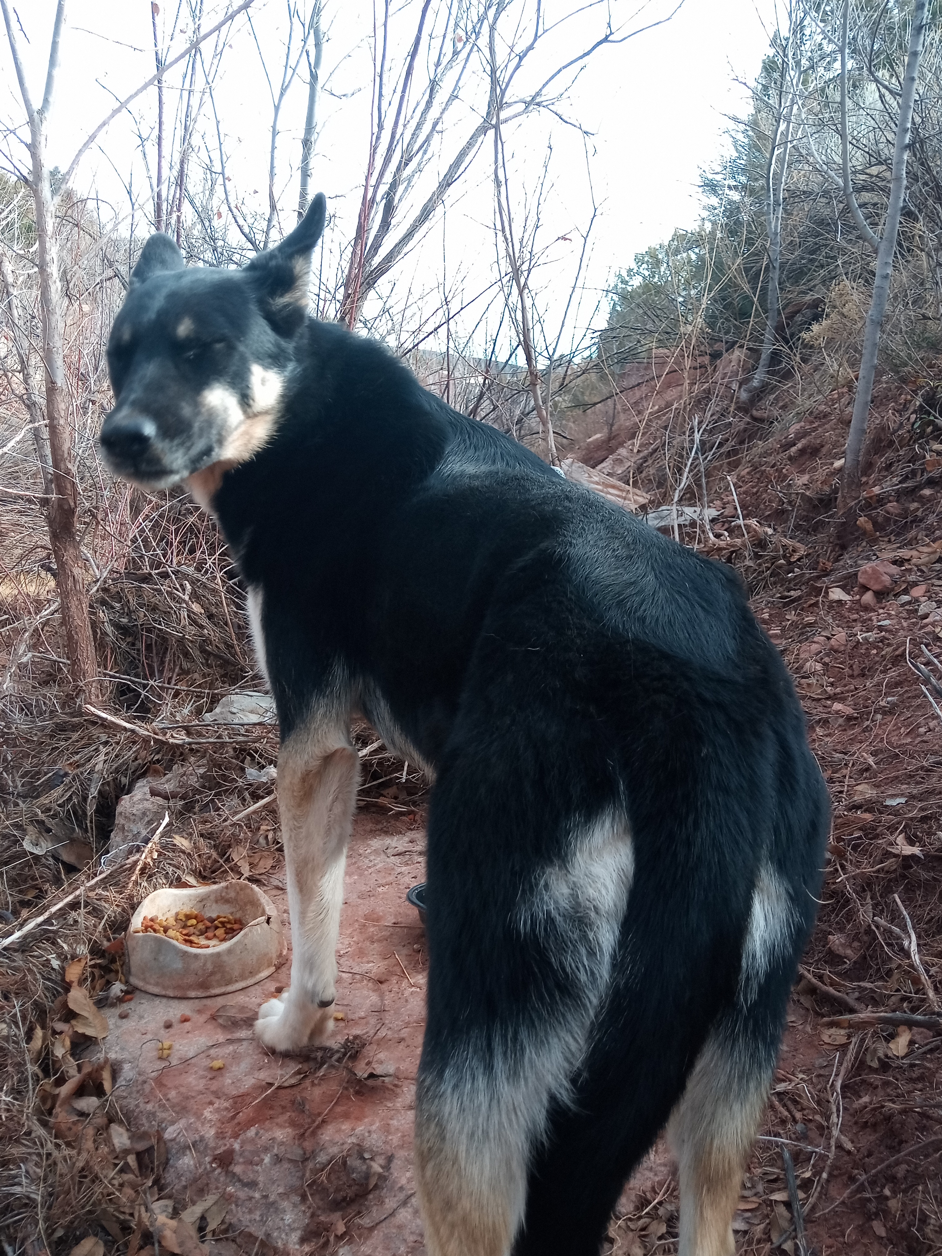 Raw animal camera upload (unprocessed). File: mot-det-20251228-122935.jpg.