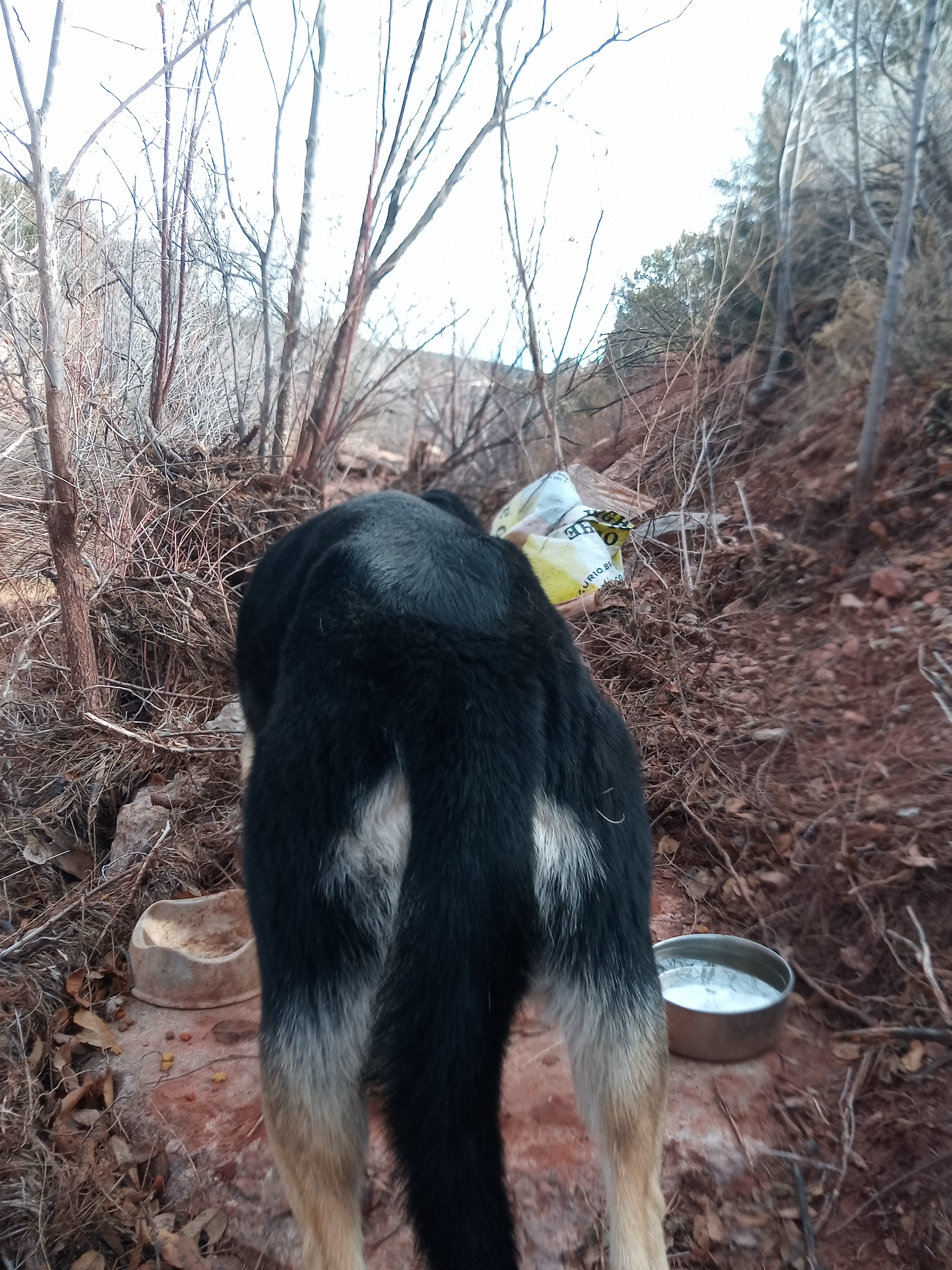 Raw animal camera upload (unprocessed). File: mot-det-20251228-123002.jpg.