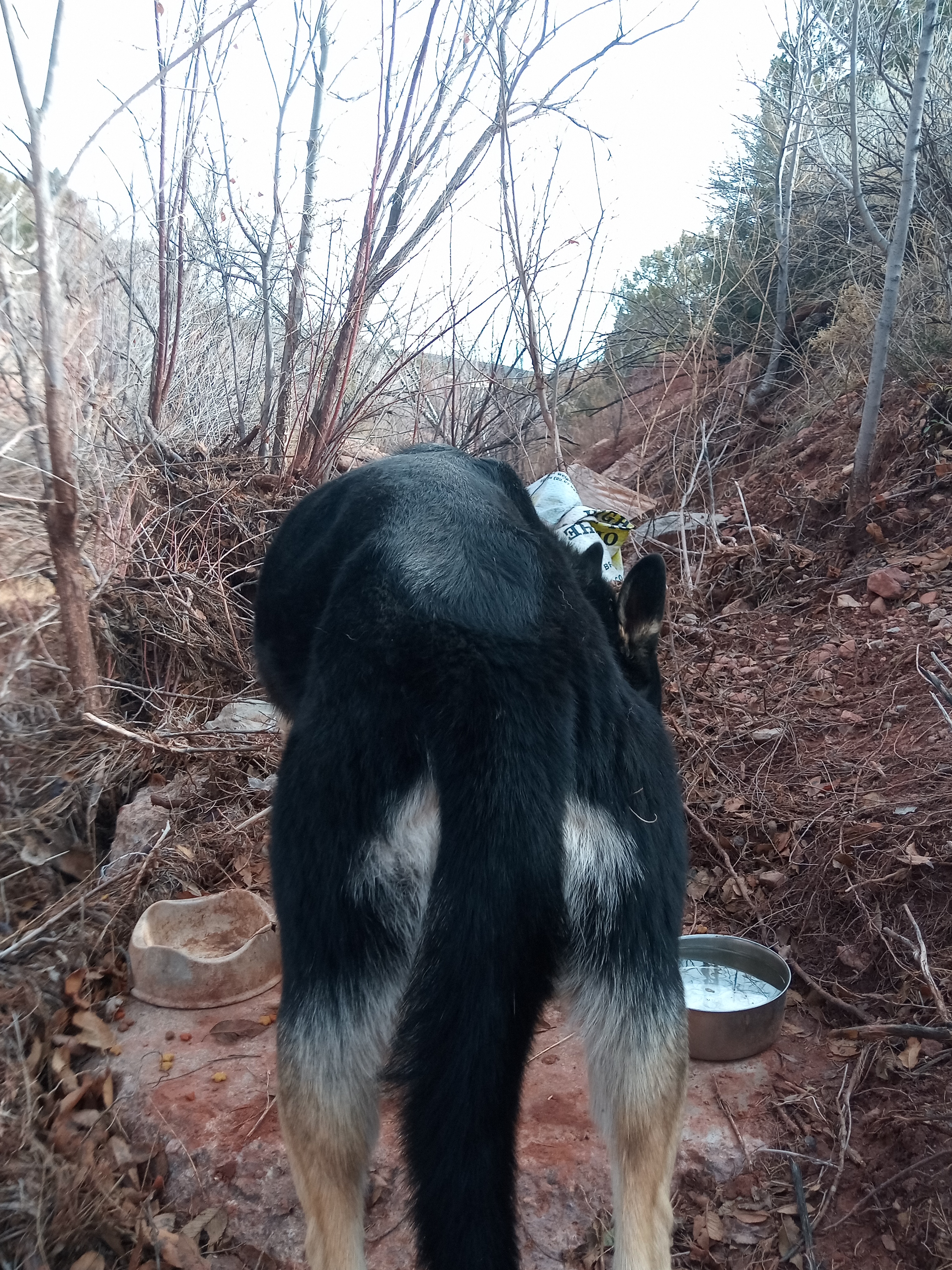 Raw animal camera upload (unprocessed). File: mot-det-20251228-123009.jpg.