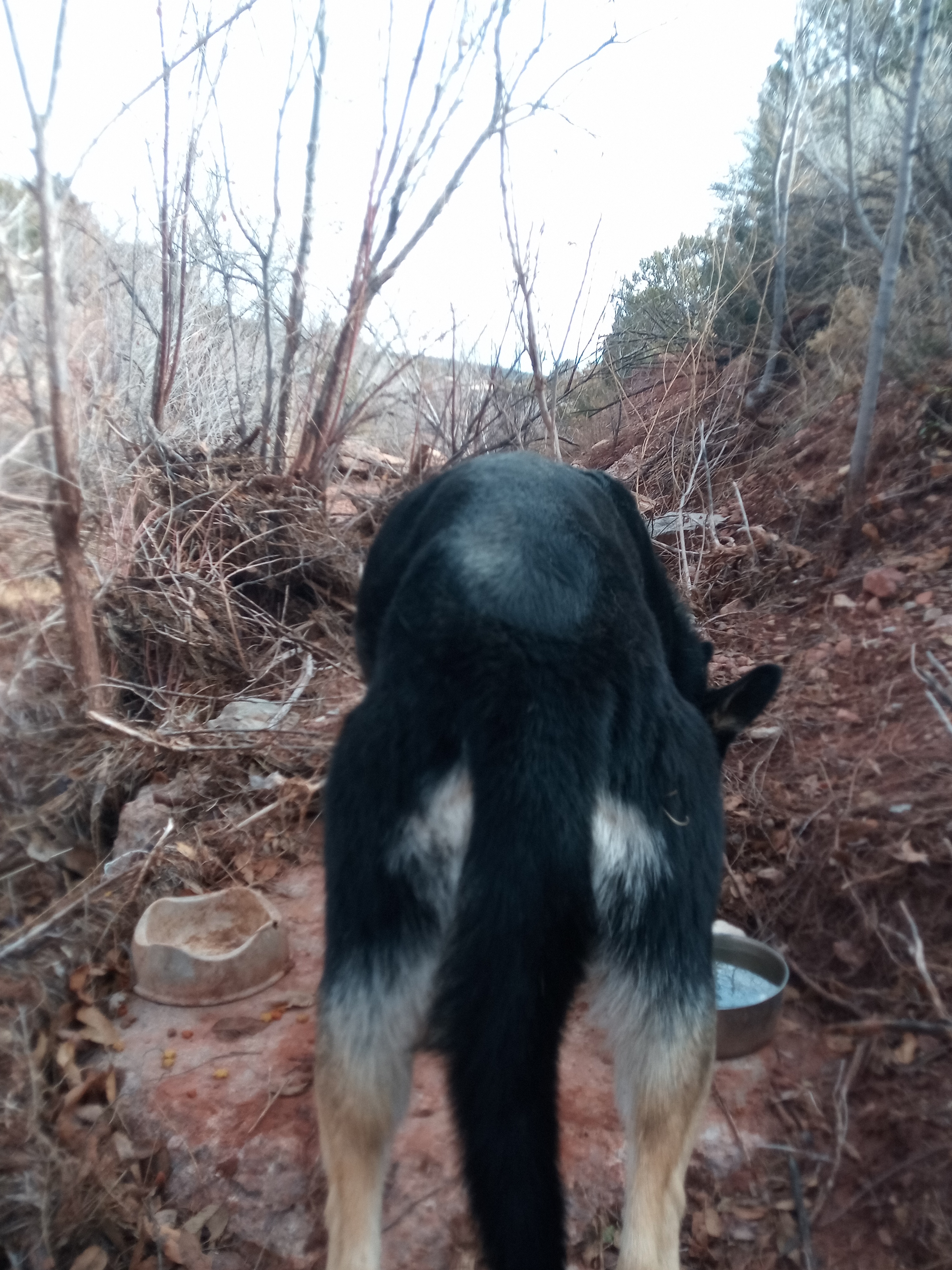 Raw animal camera upload (unprocessed). File: mot-det-20251228-123011.jpg.