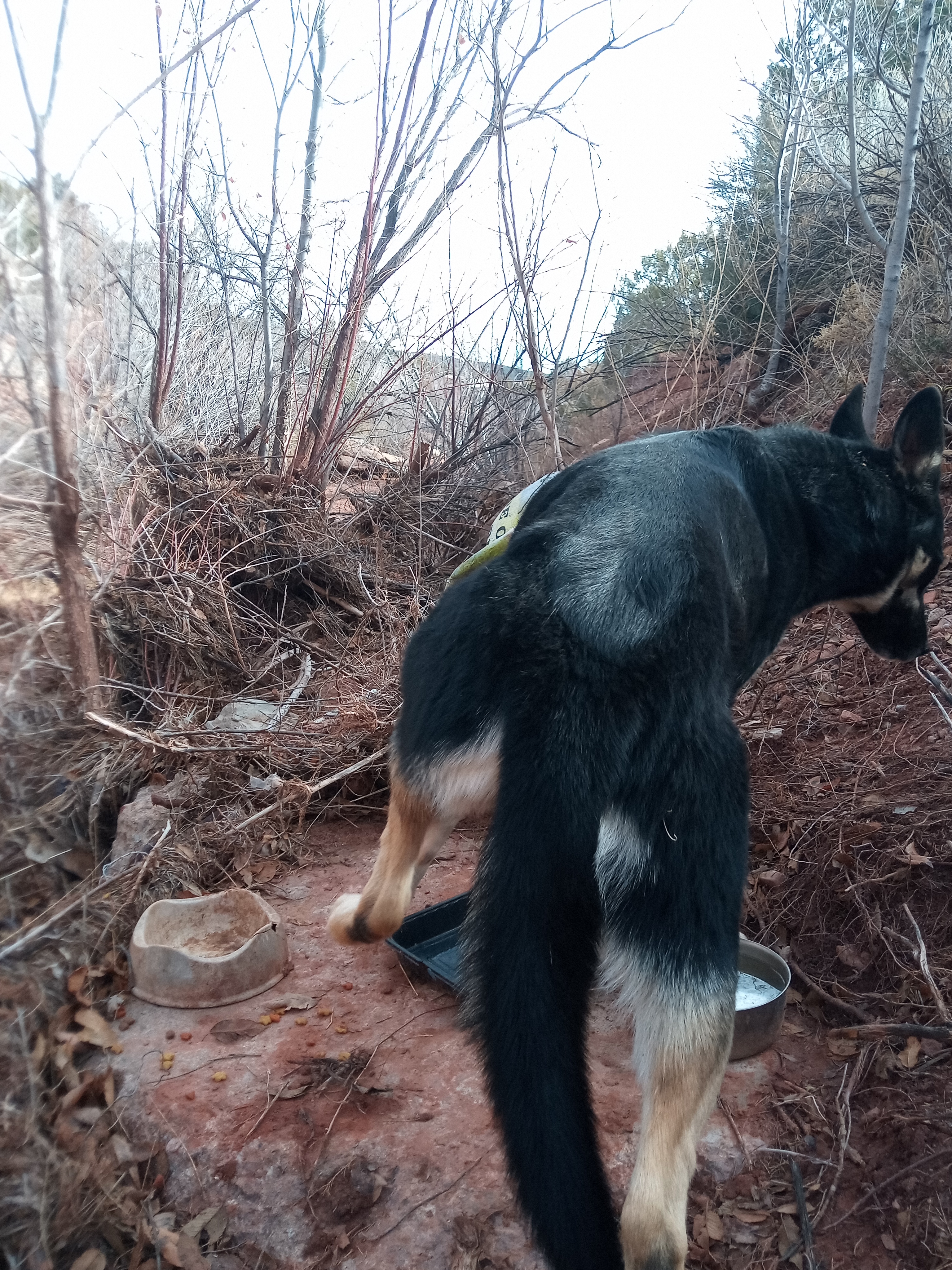 Raw animal camera upload (unprocessed). File: mot-det-20251228-123023.jpg.