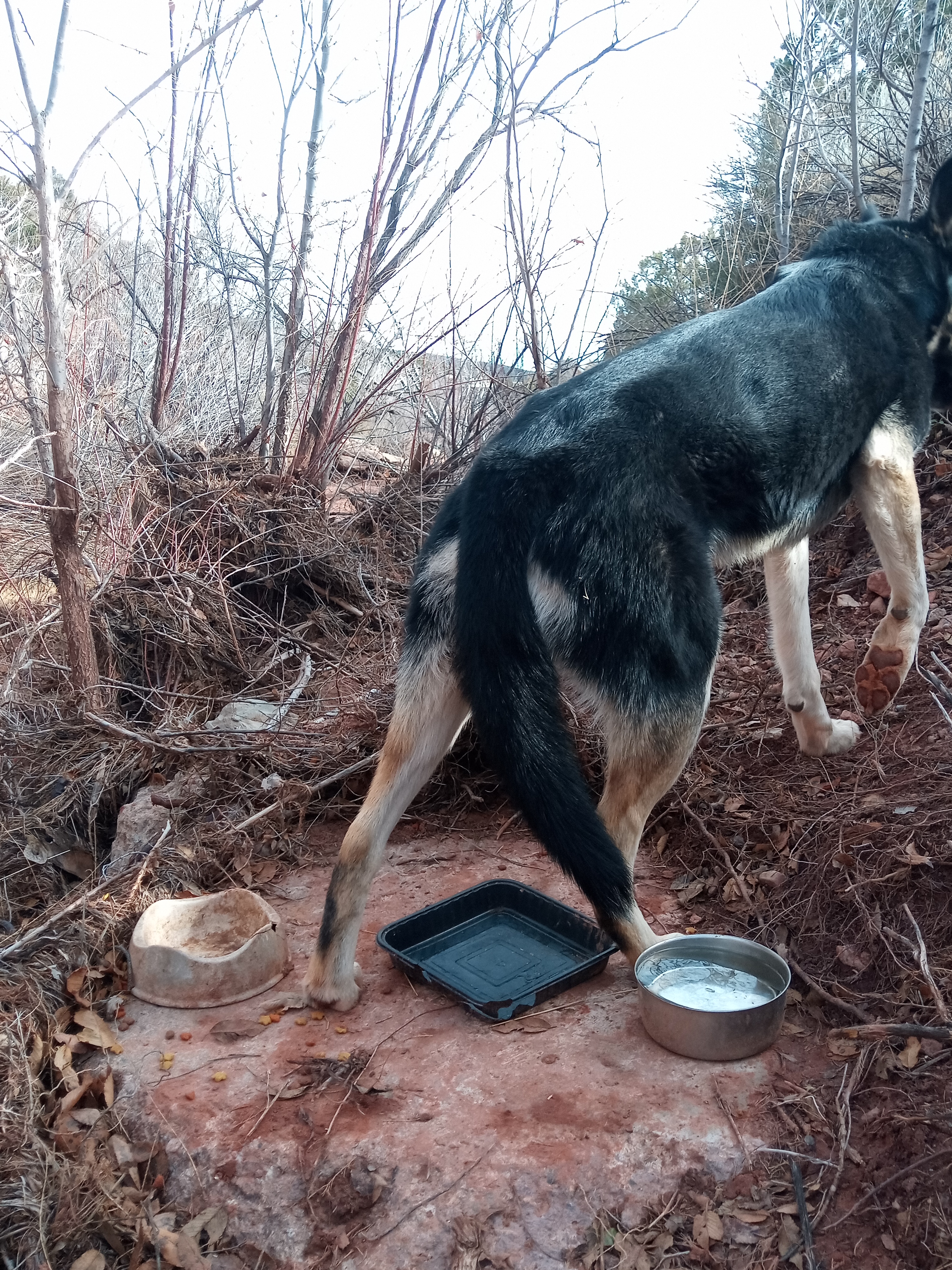 Raw animal camera upload (unprocessed). File: mot-det-20251228-123026.jpg.