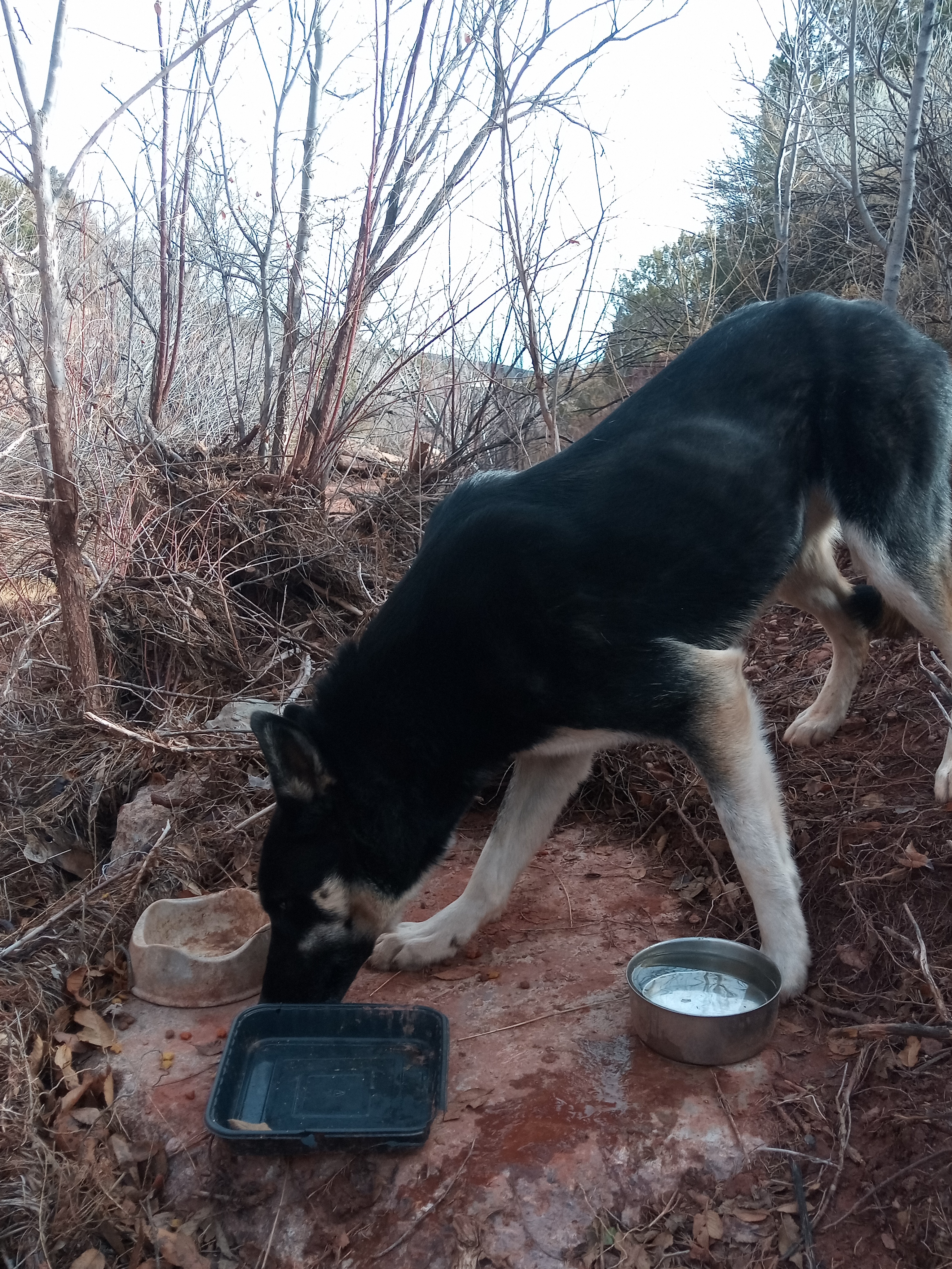 Raw animal camera upload (unprocessed). File: mot-det-20251228-123043.jpg.