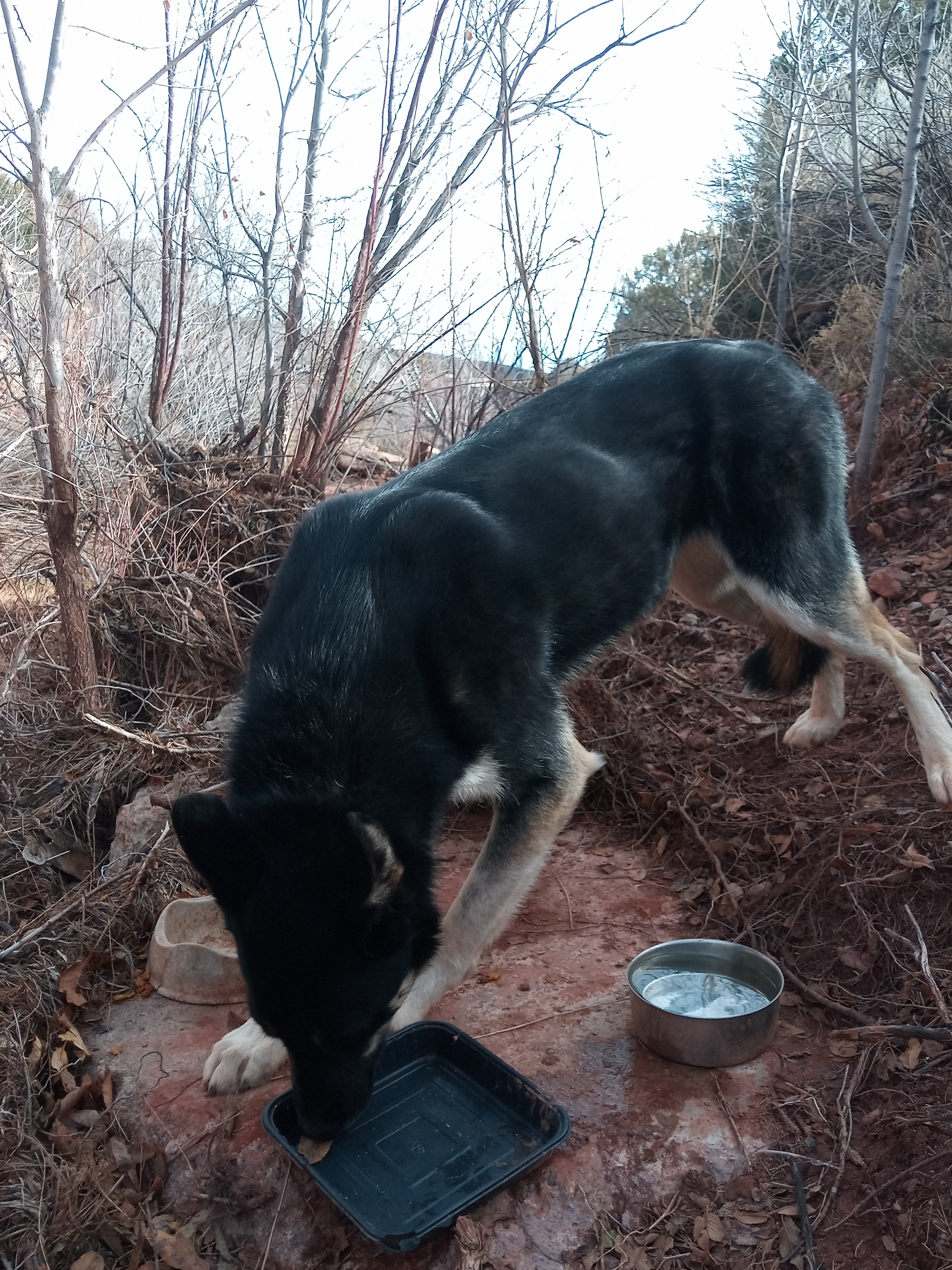 Raw animal camera upload (unprocessed). File: mot-det-20251228-123100.jpg.