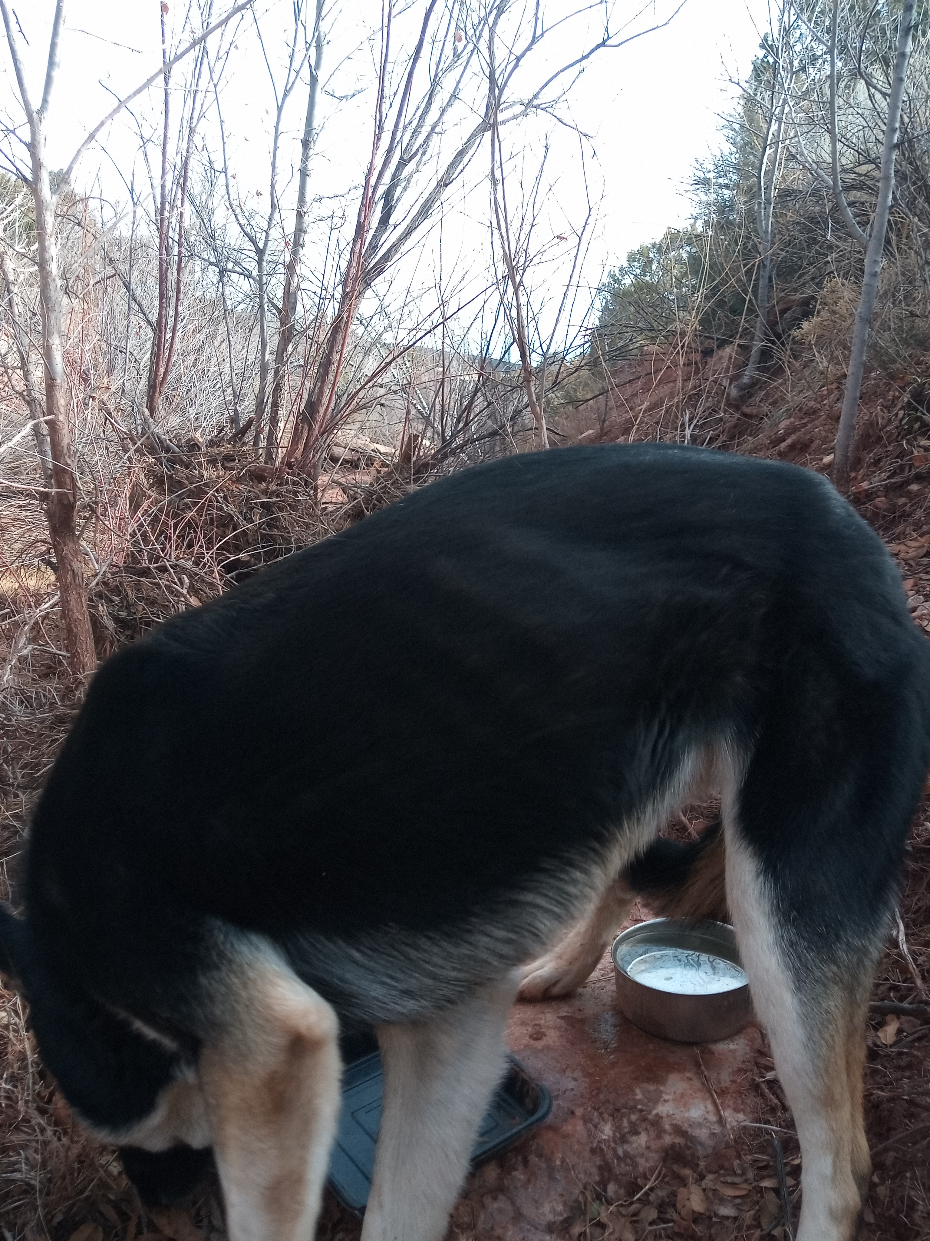 Raw animal camera upload (unprocessed). File: mot-det-20251228-123103.jpg.