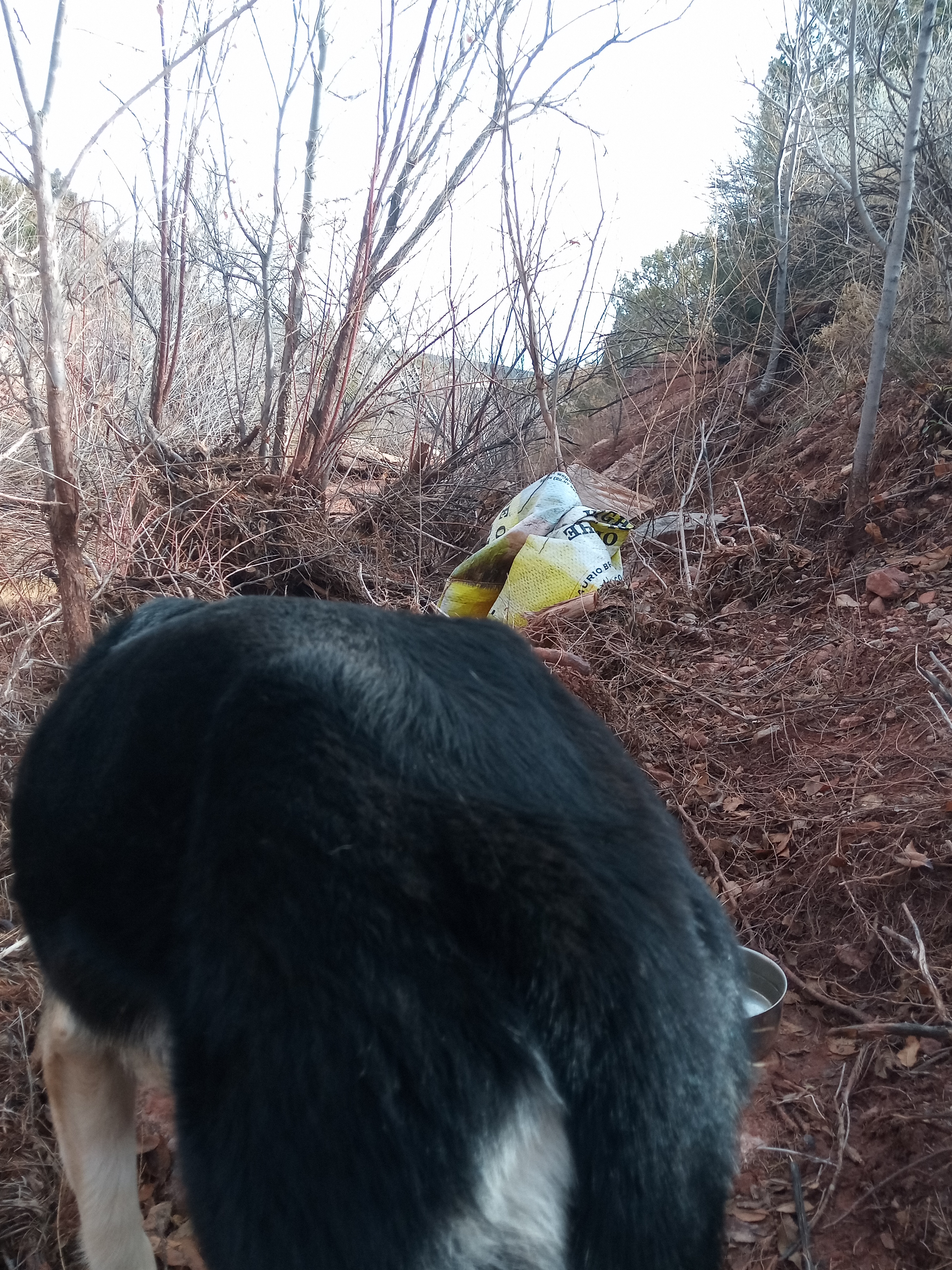 Raw animal camera upload (unprocessed). File: mot-det-20251228-123114.jpg.