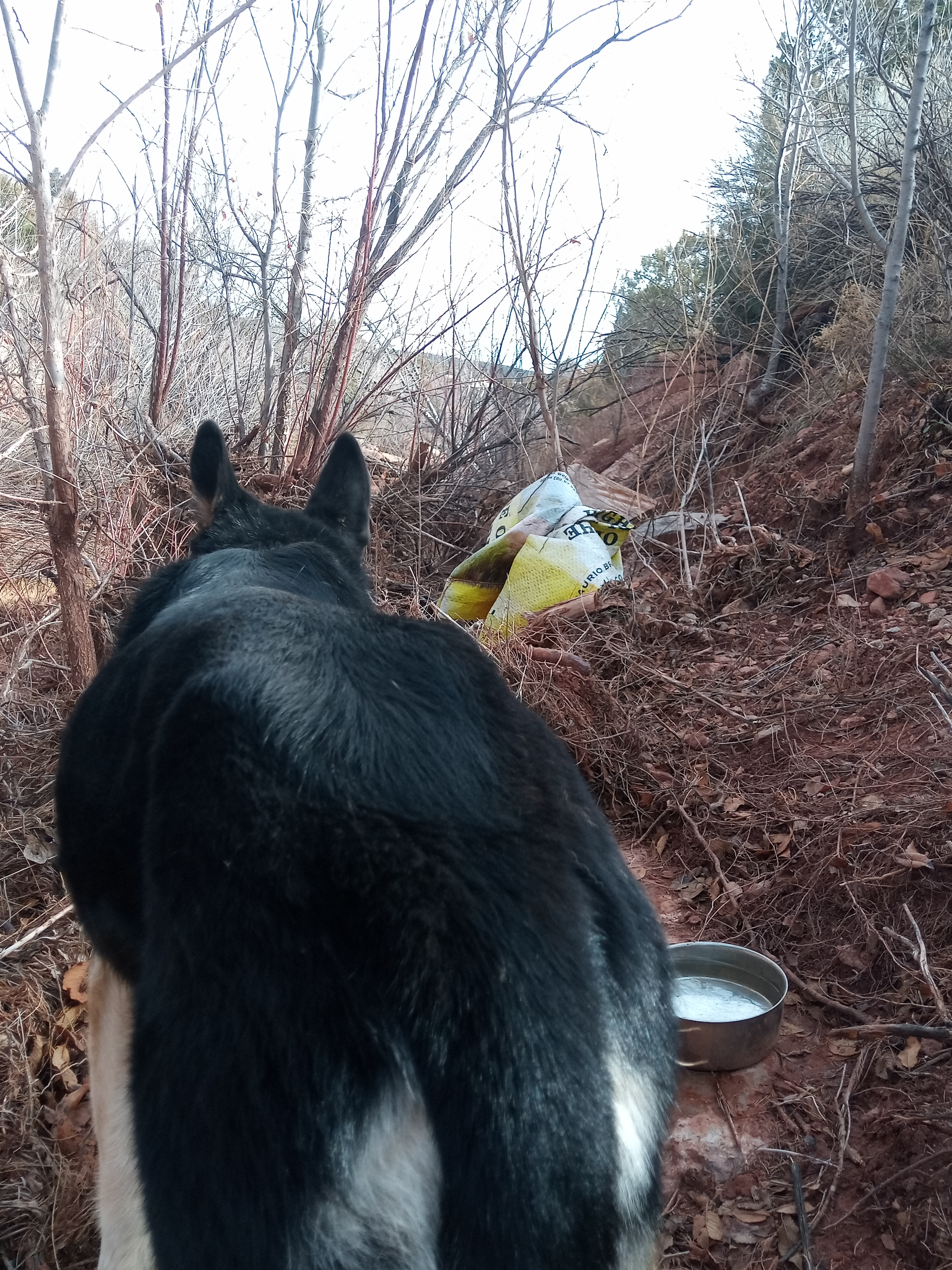 Raw animal camera upload (unprocessed). File: mot-det-20251228-123117.jpg.