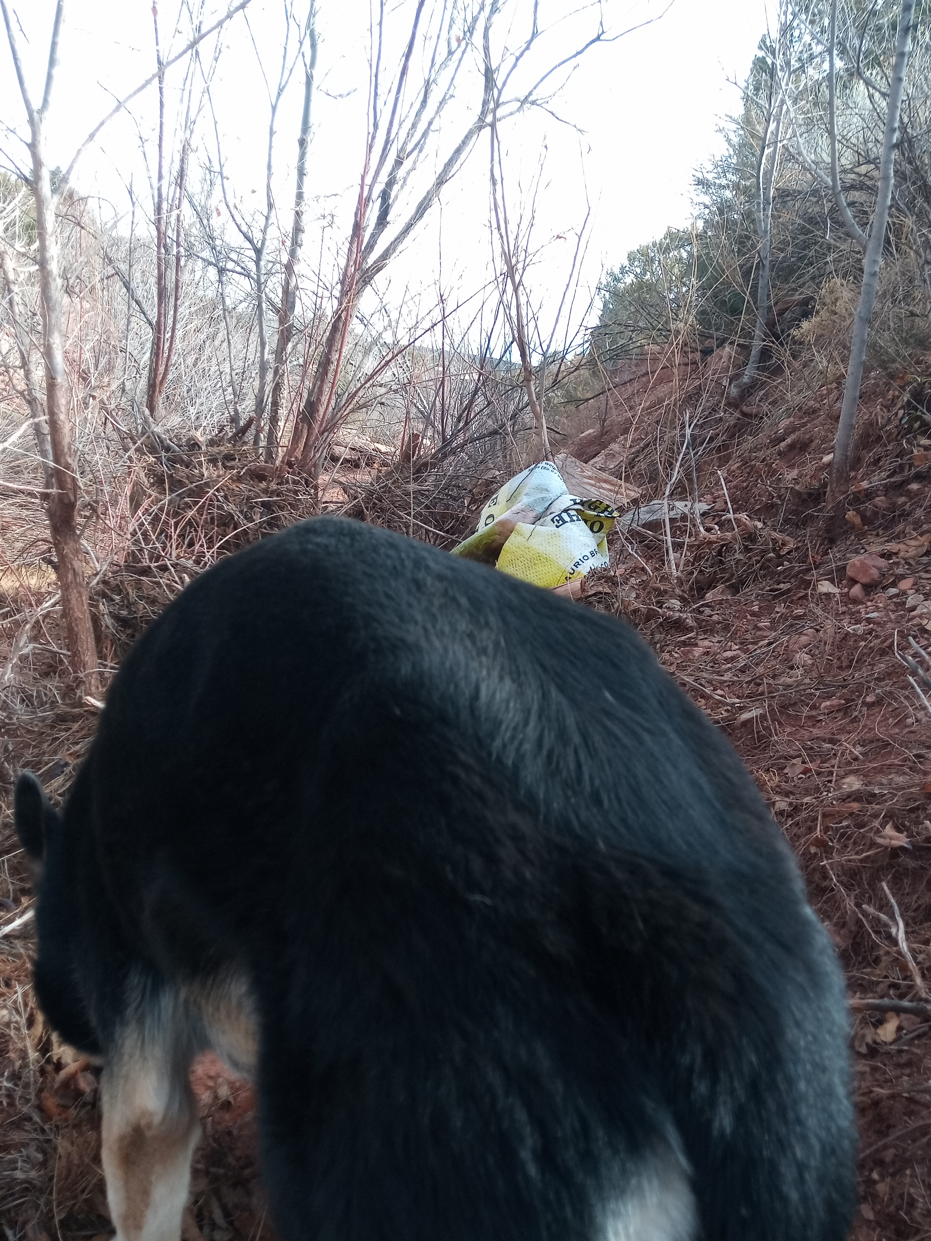 Raw animal camera upload (unprocessed). File: mot-det-20251228-123128.jpg.