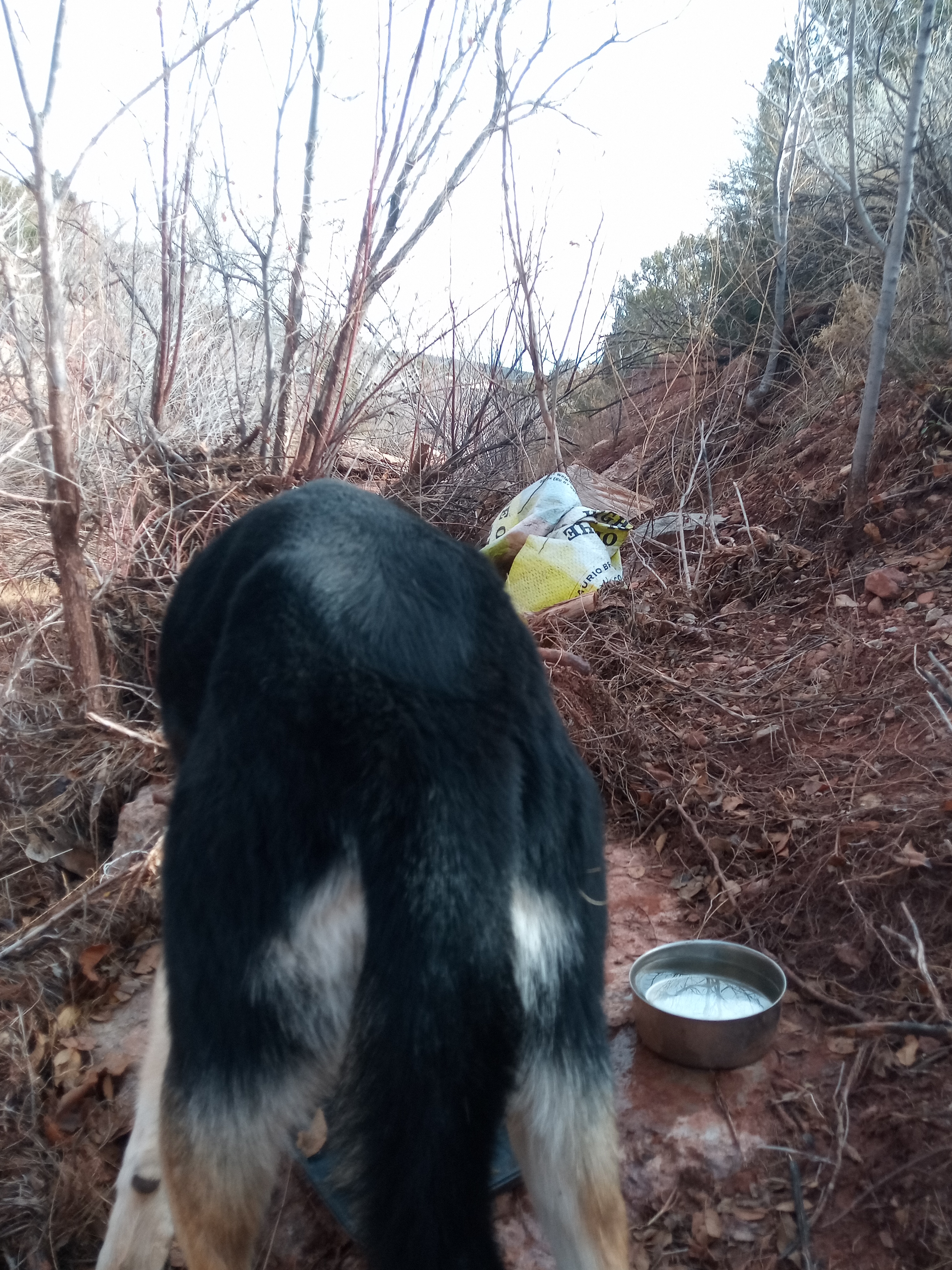 Raw animal camera upload (unprocessed). File: mot-det-20251228-123131.jpg.