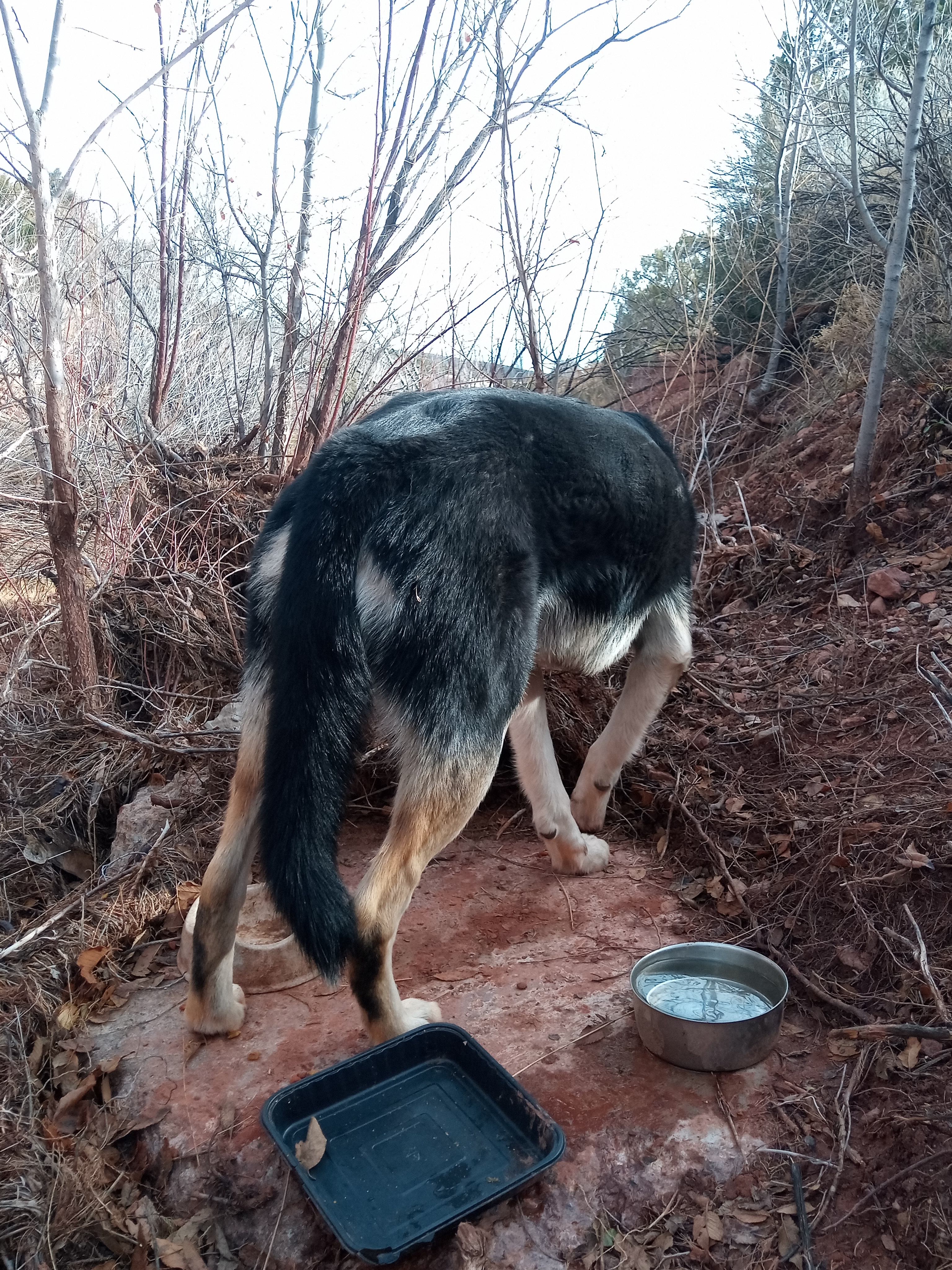 Raw animal camera upload (unprocessed). File: mot-det-20251228-123144.jpg.