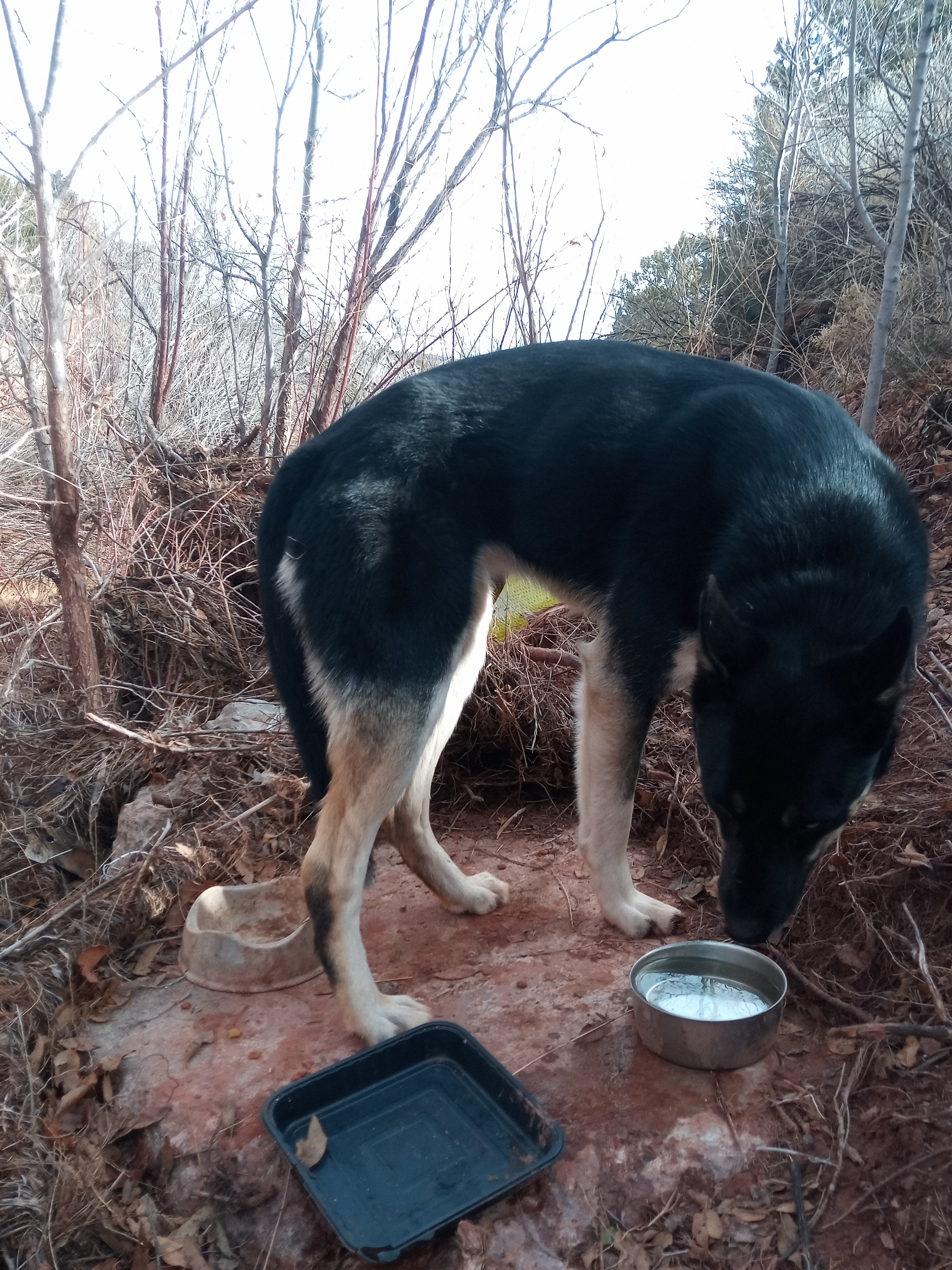 Raw animal camera upload (unprocessed). File: mot-det-20251228-123152.jpg.