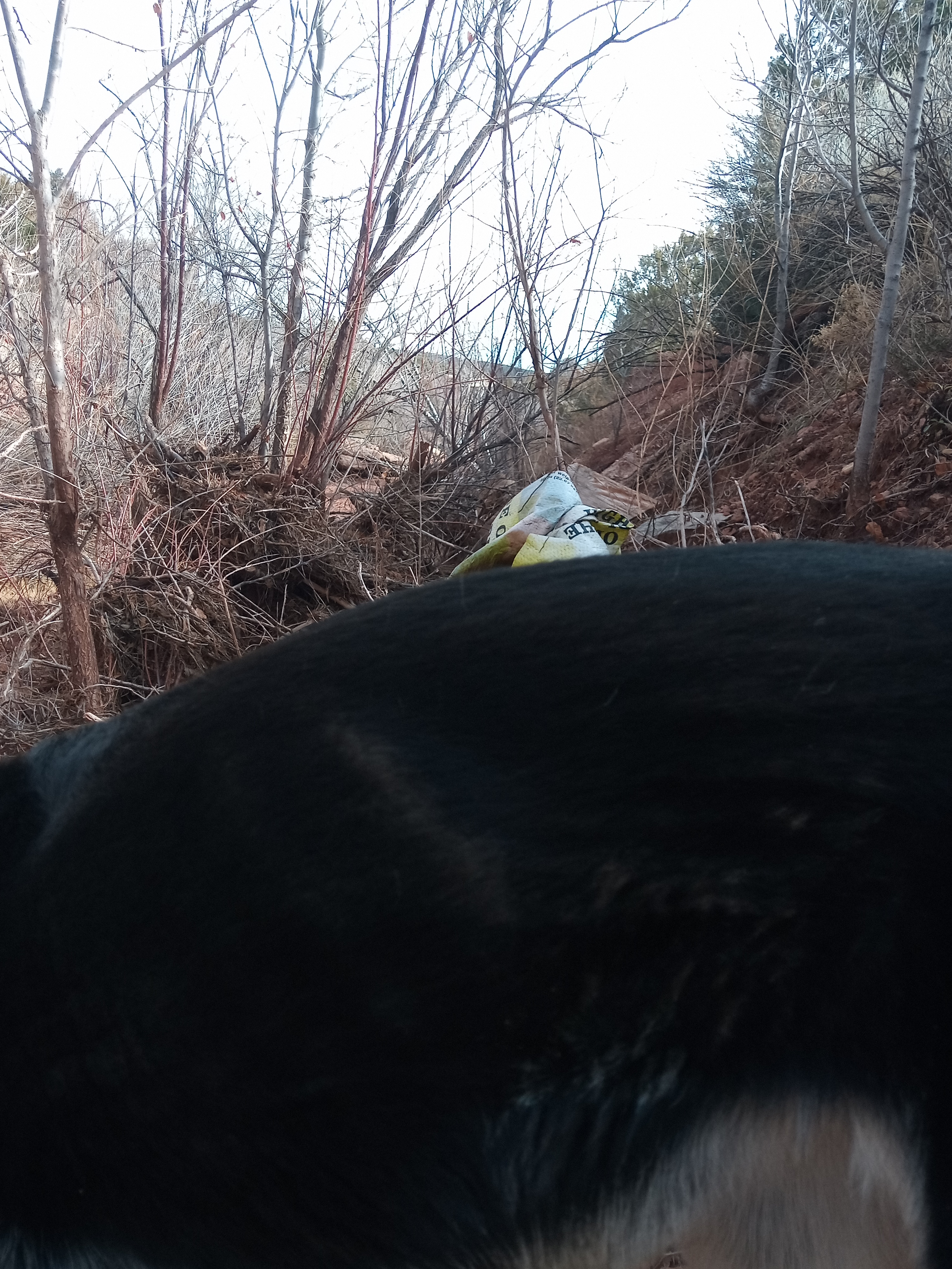 Raw animal camera upload (unprocessed). File: mot-det-20251228-123155.jpg.