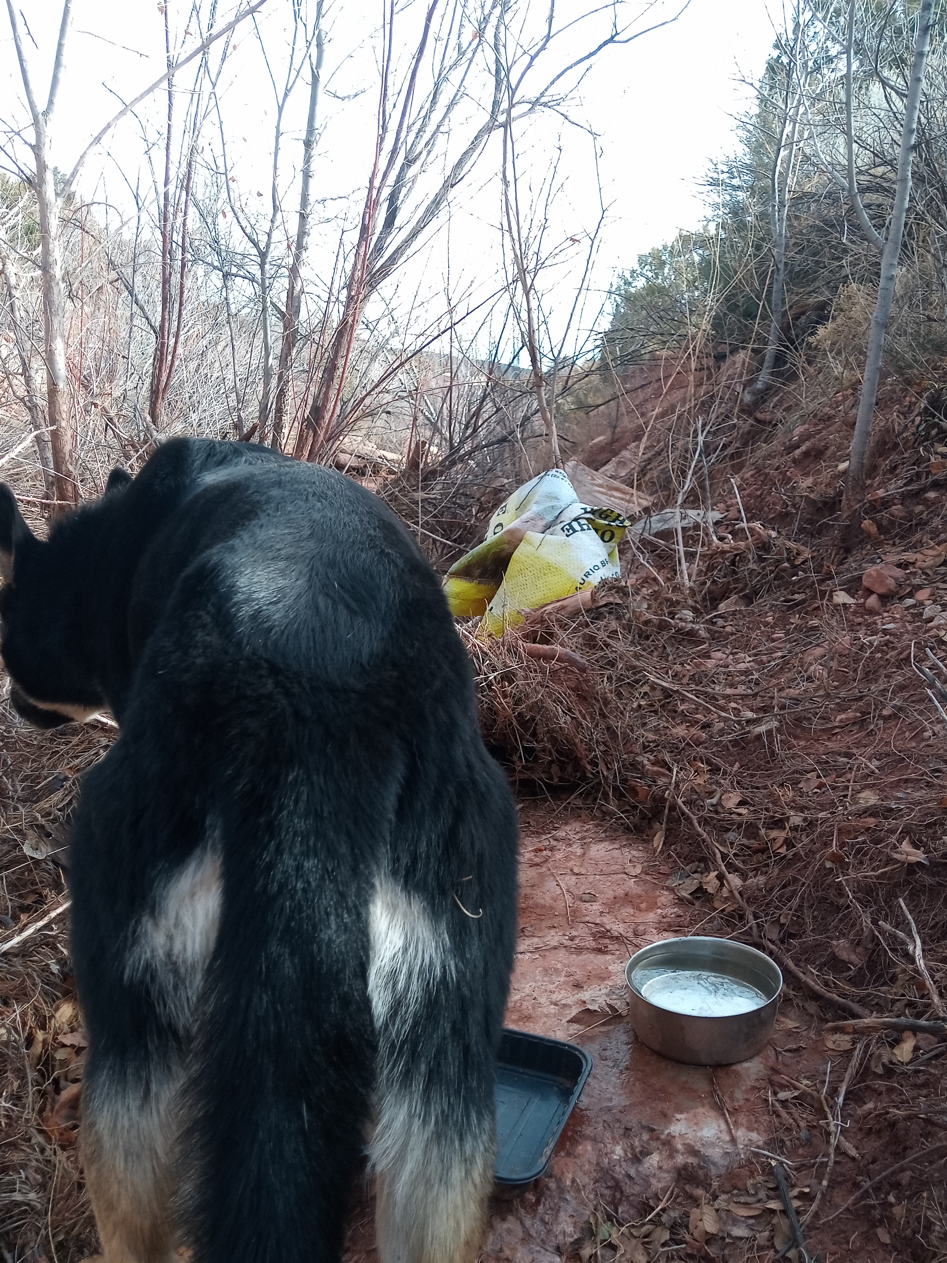 Raw animal camera upload (unprocessed). File: mot-det-20251228-123206.jpg.