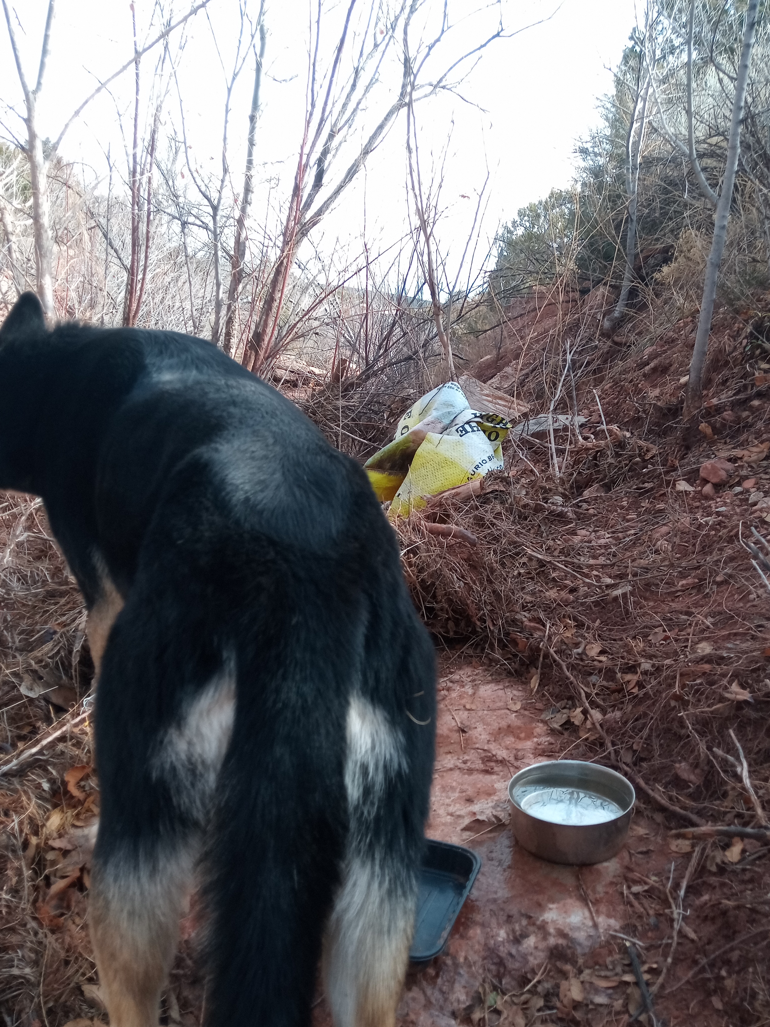 Raw animal camera upload (unprocessed). File: mot-det-20251228-123209.jpg.