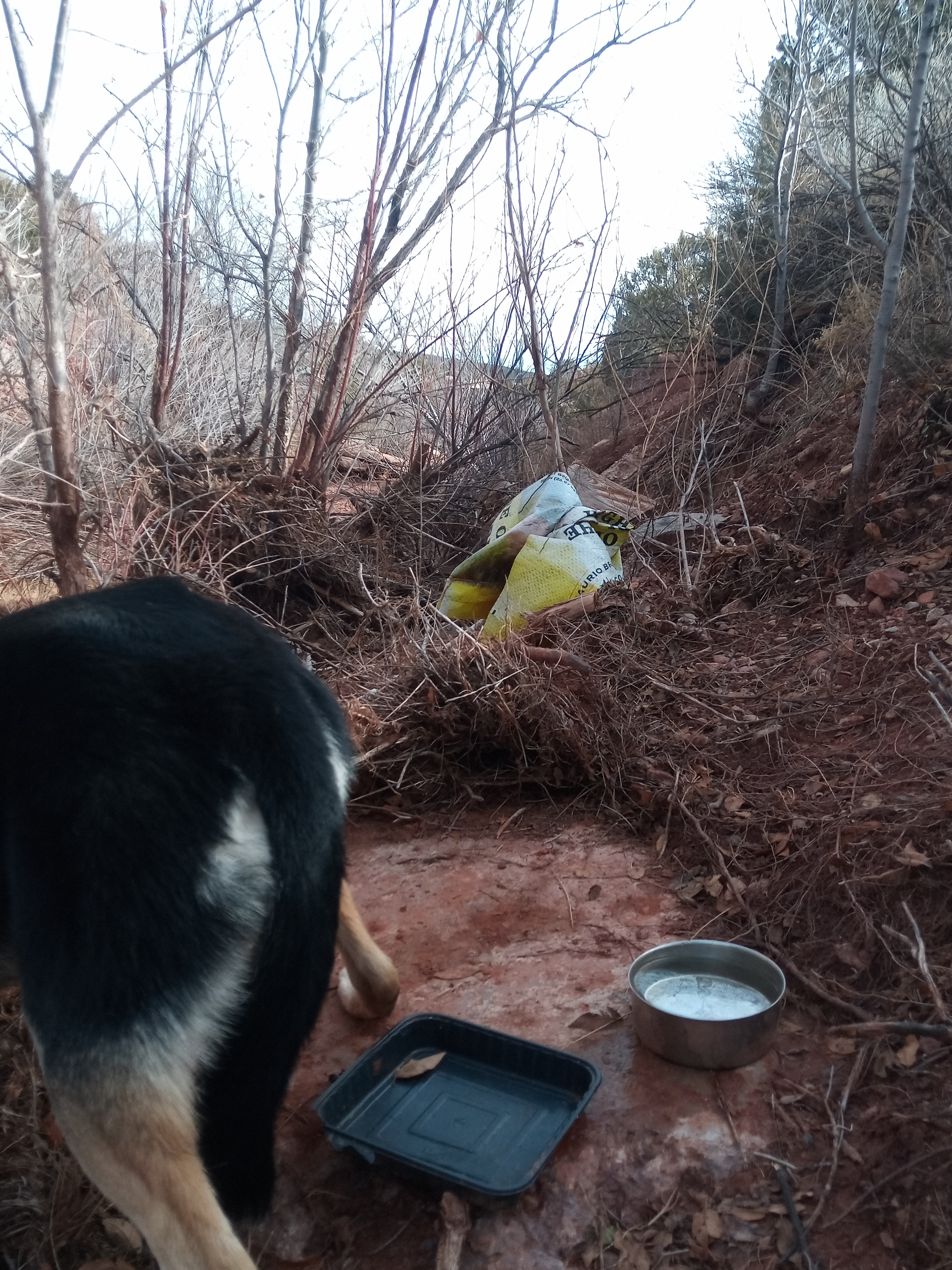 Raw animal camera upload (unprocessed). File: mot-det-20251228-123223.jpg.