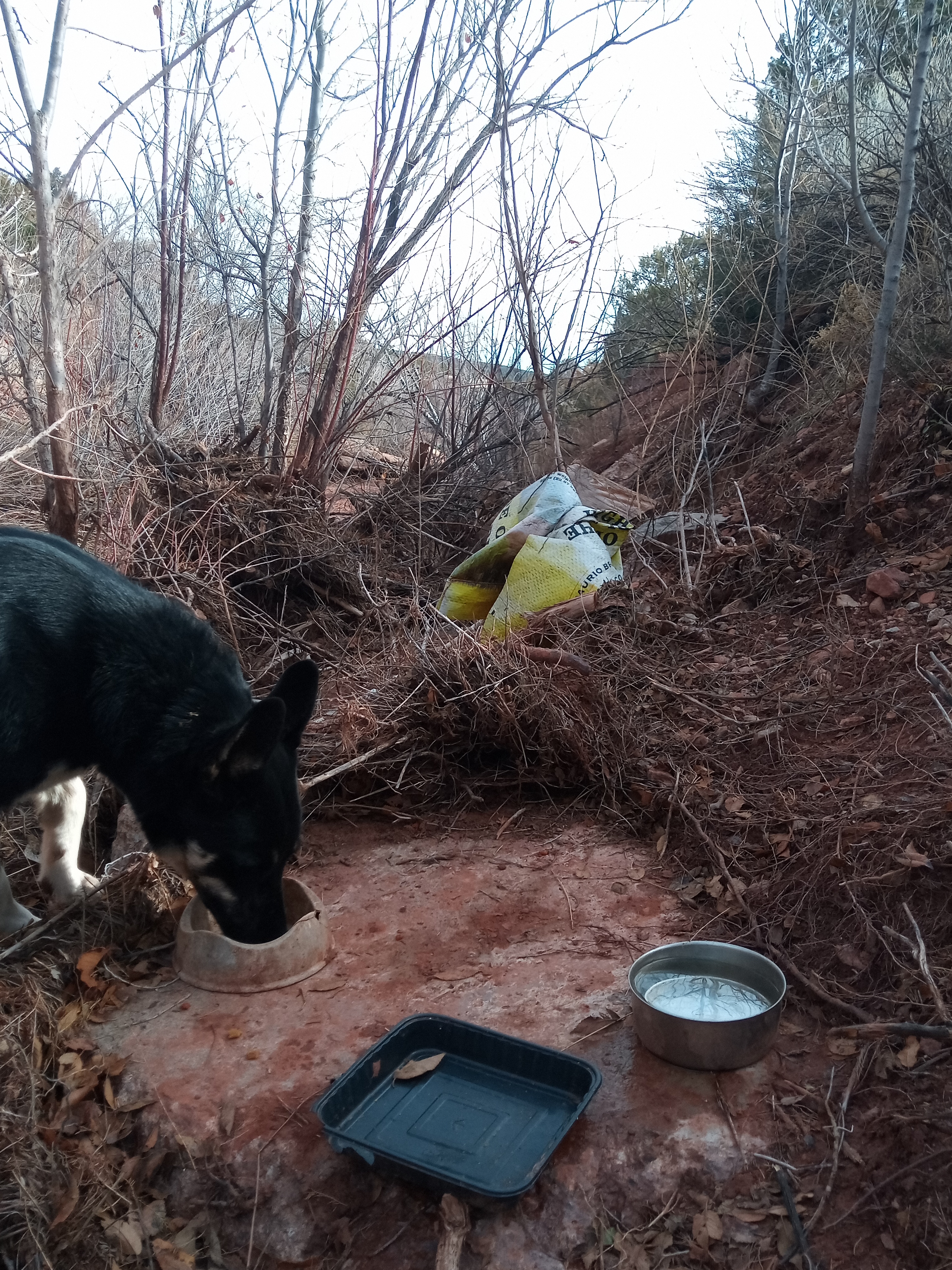 Raw animal camera upload (unprocessed). File: mot-det-20251228-123243.jpg.