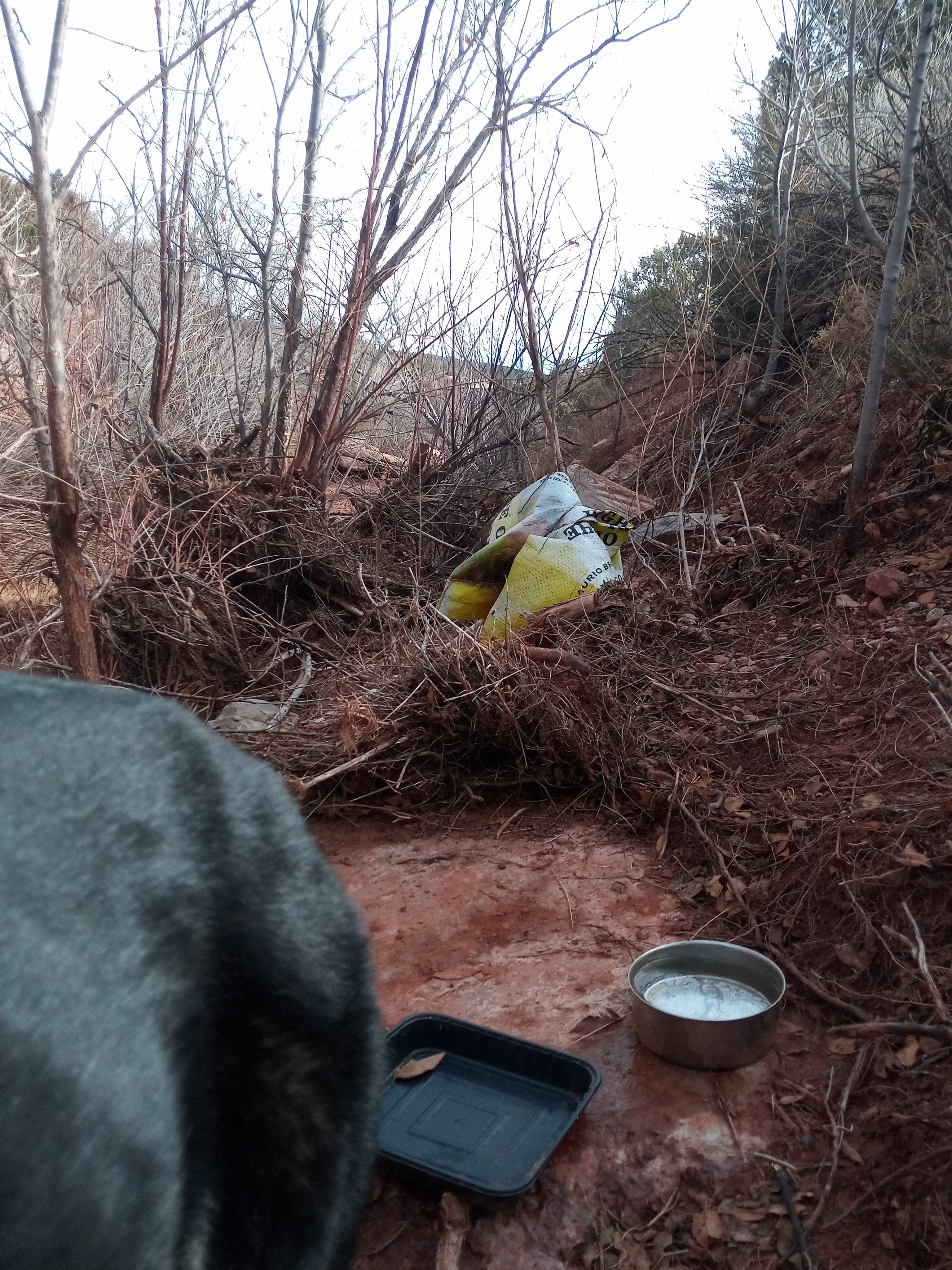 Raw animal camera upload (unprocessed). File: mot-det-20251228-123248.jpg.