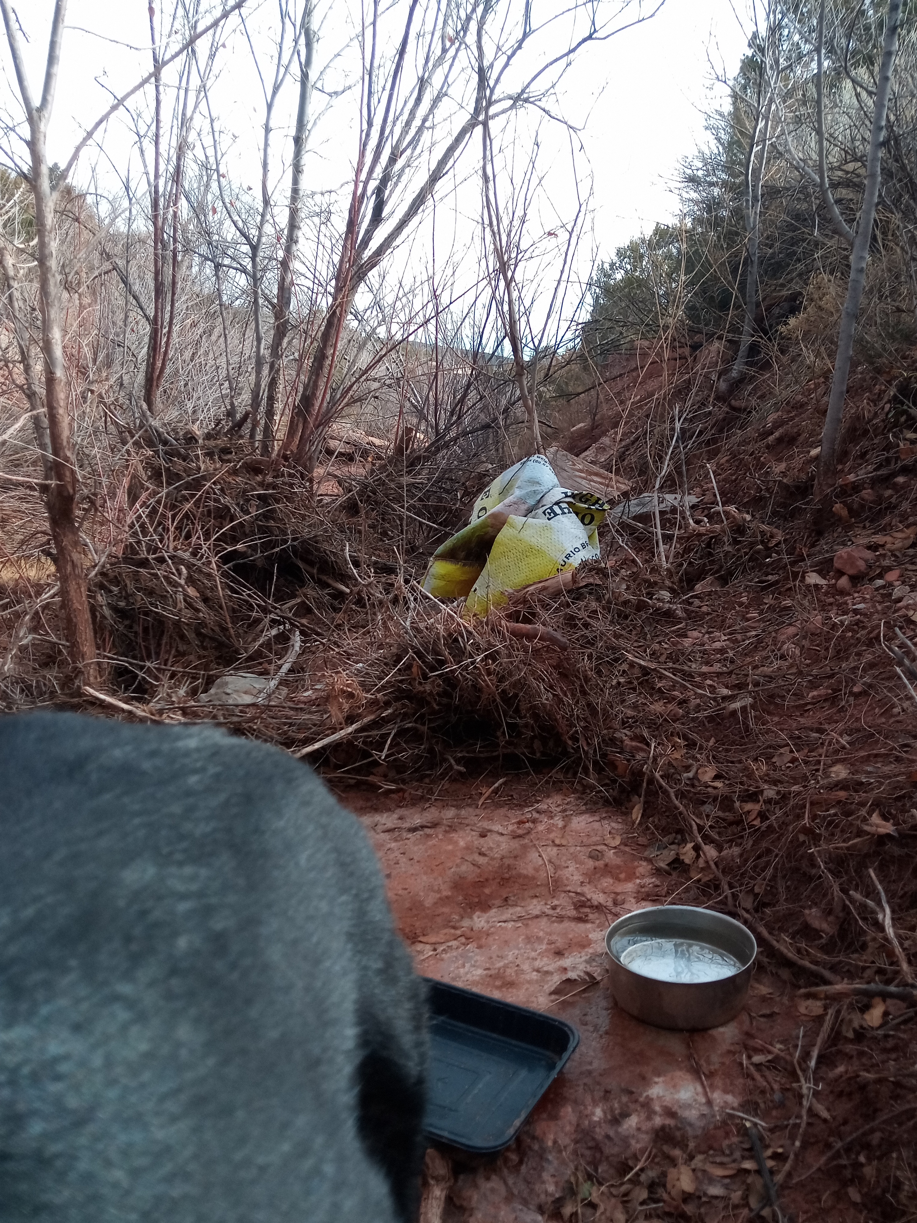 Raw animal camera upload (unprocessed). File: mot-det-20251228-123258.jpg.