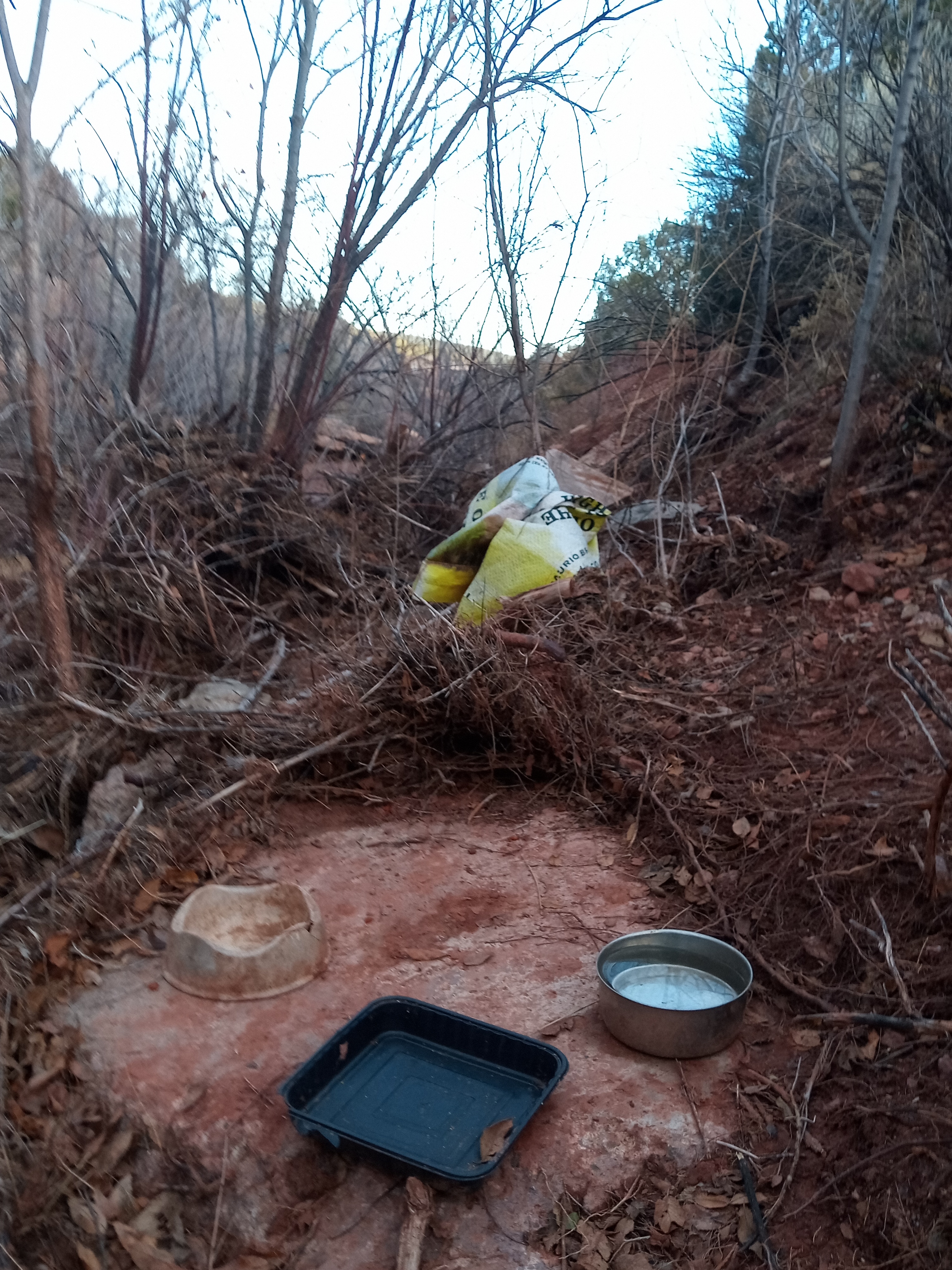 Raw animal camera upload (unprocessed). File: mot-det-20251228-161514.jpg.