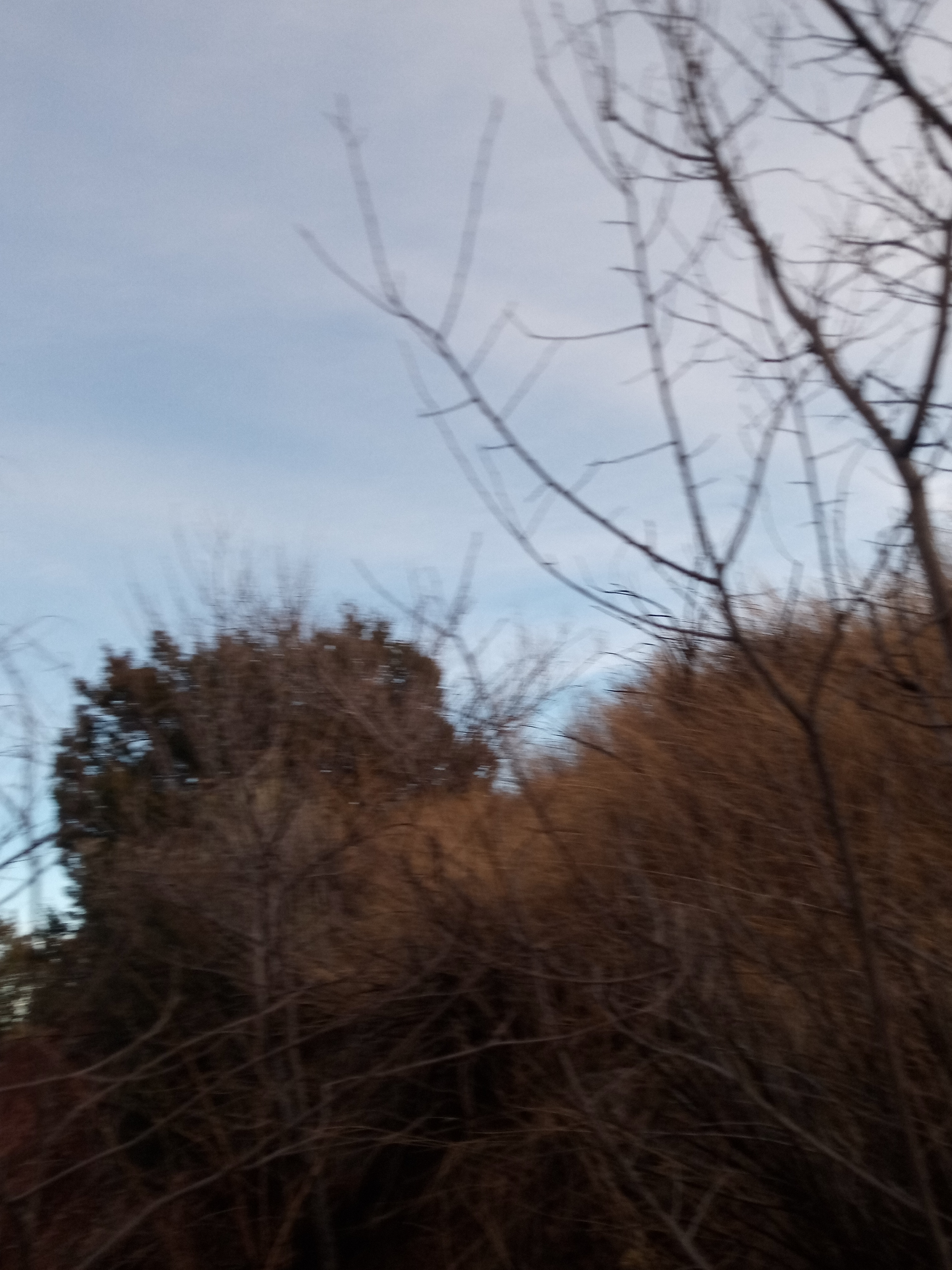 Raw animal camera upload (unprocessed). File: mot-det-20251228-161520.jpg.