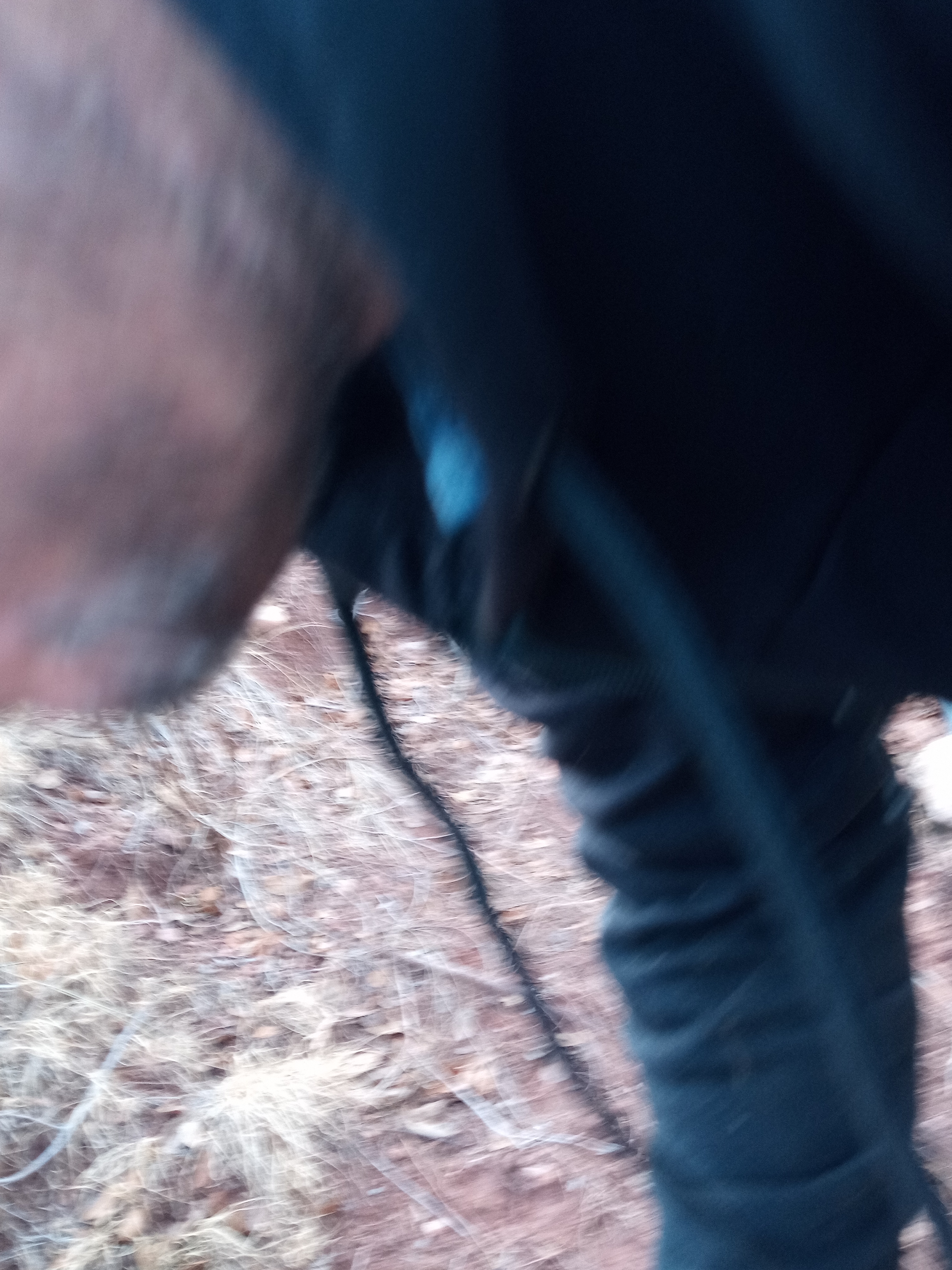 Raw animal camera upload (unprocessed). File: mot-det-20251228-161530.jpg.