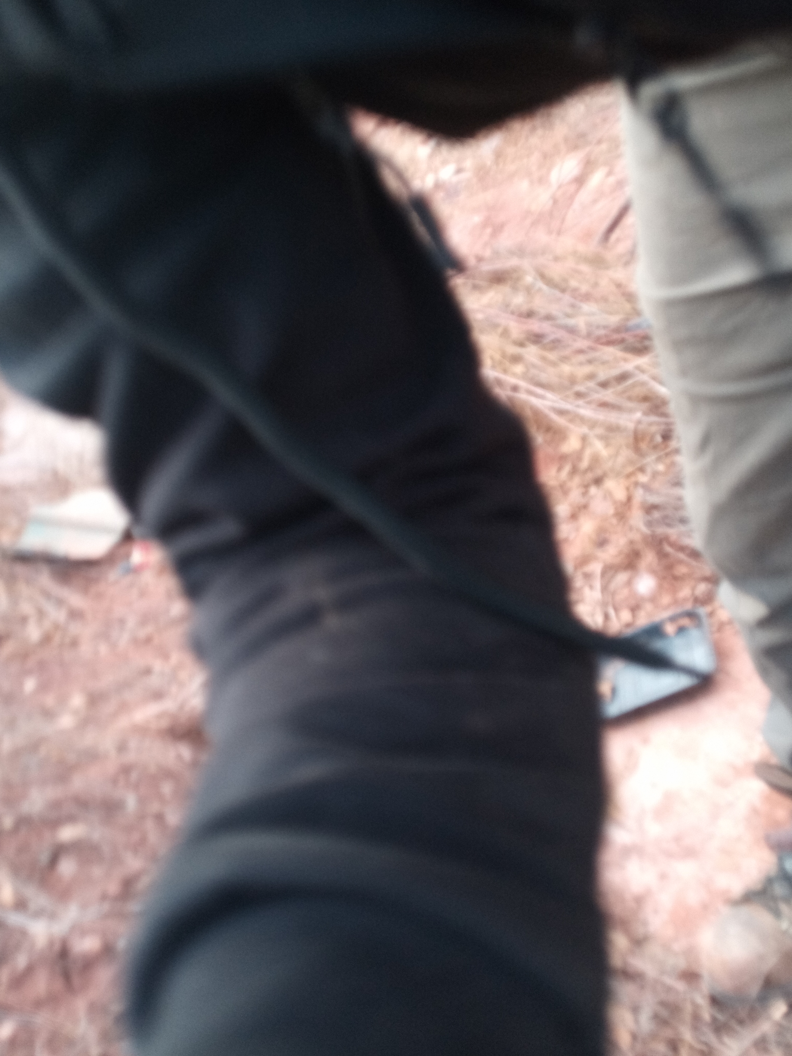 Raw animal camera upload (unprocessed). File: mot-det-20251228-161533.jpg.