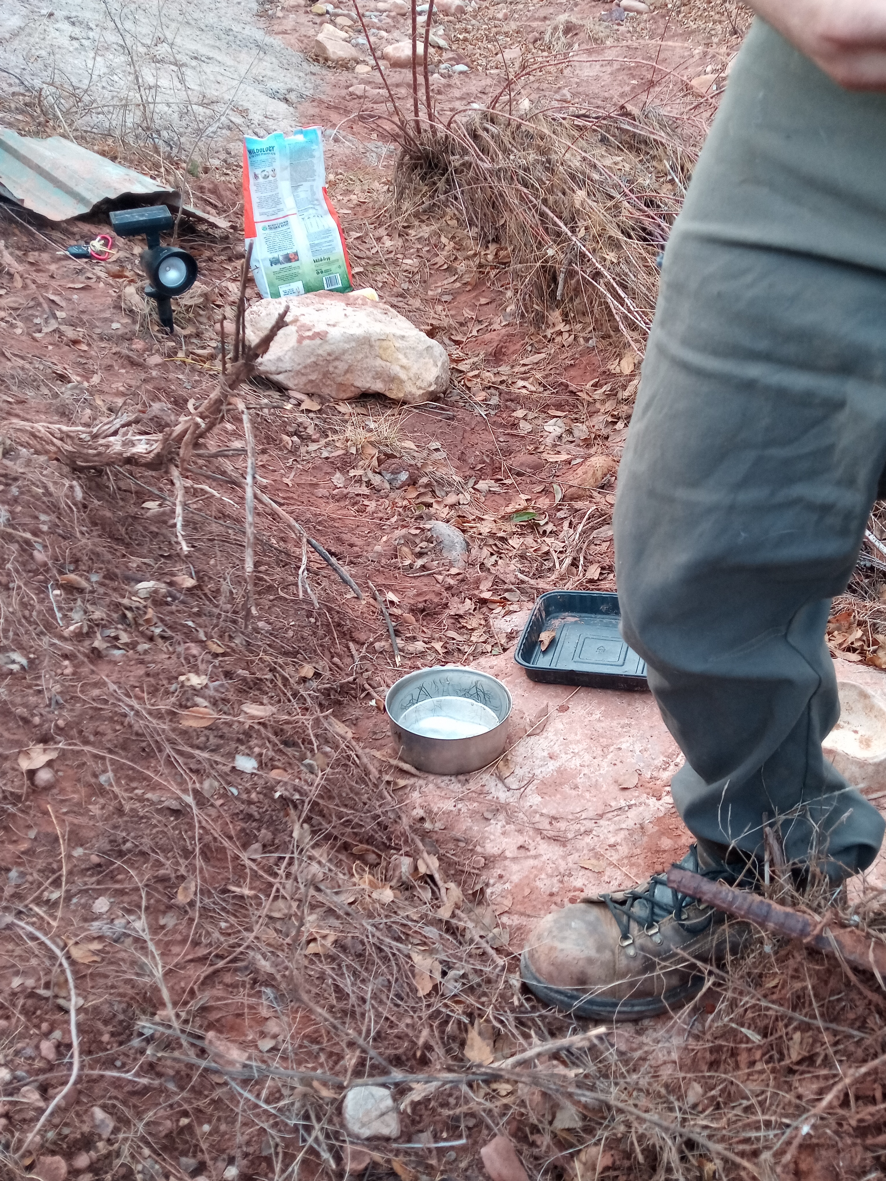 Raw animal camera upload (unprocessed). File: mot-det-20251228-161544.jpg.