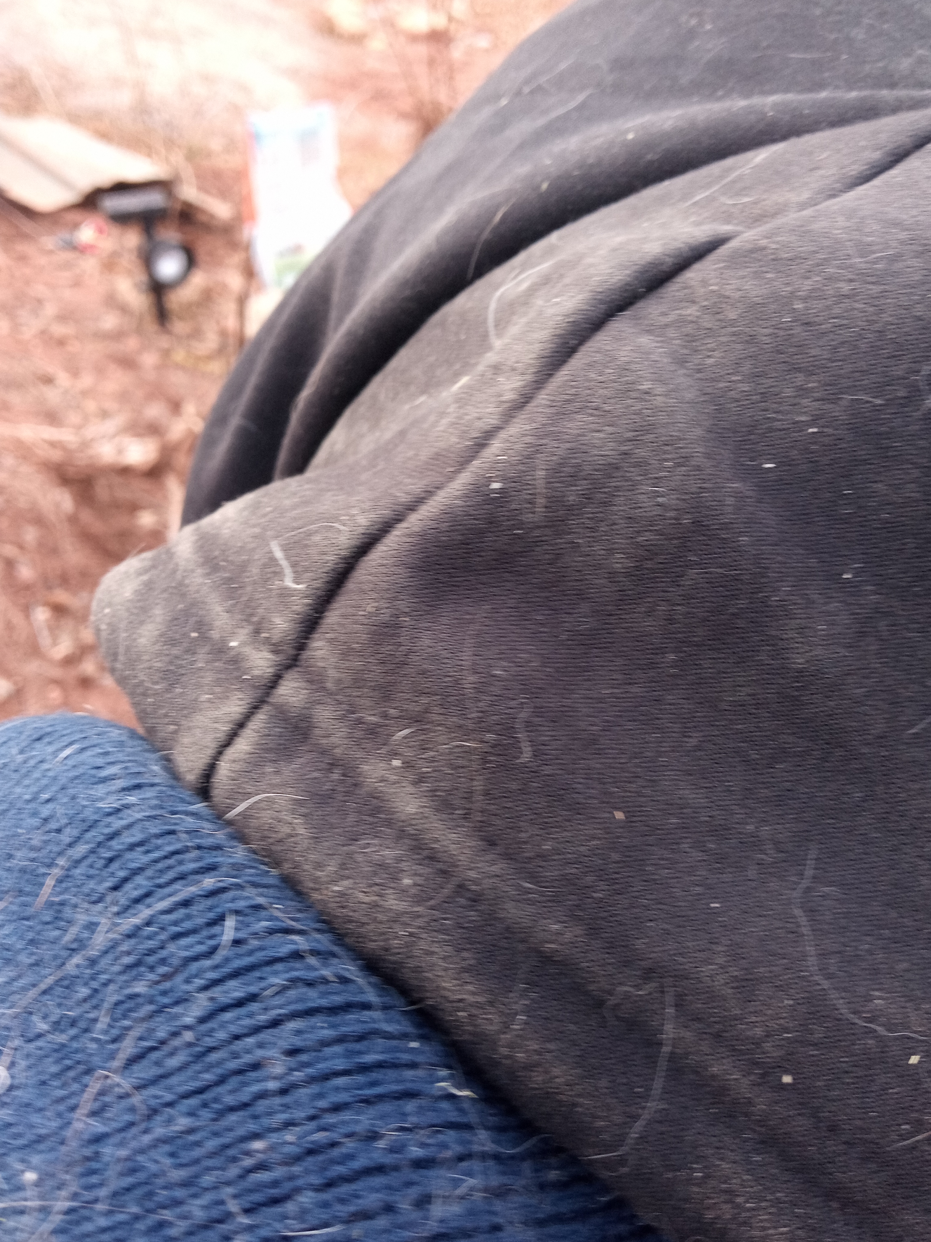 Raw animal camera upload (unprocessed). File: mot-det-20251228-161549.jpg.