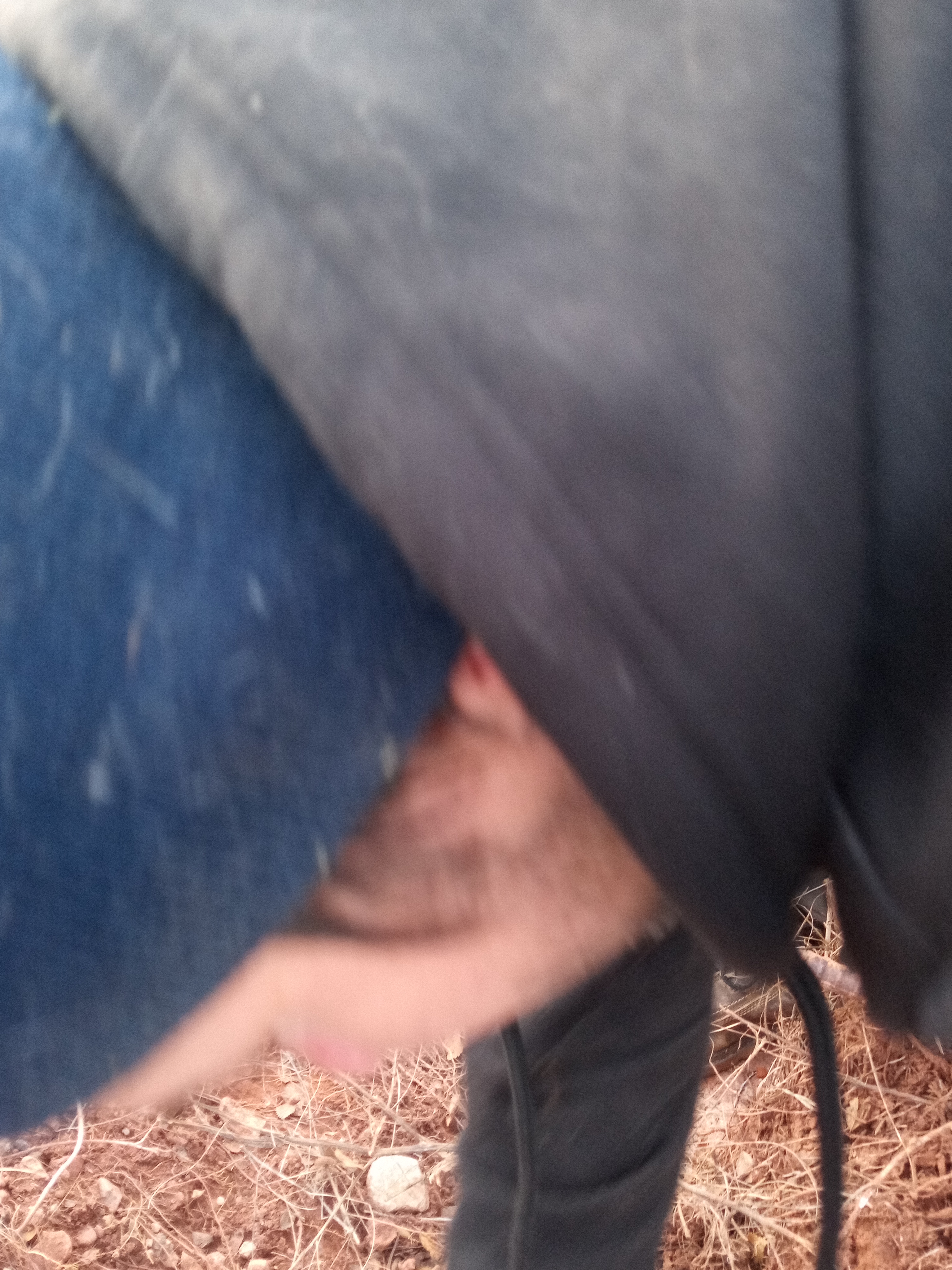 Raw animal camera upload (unprocessed). File: mot-det-20251228-161600.jpg.