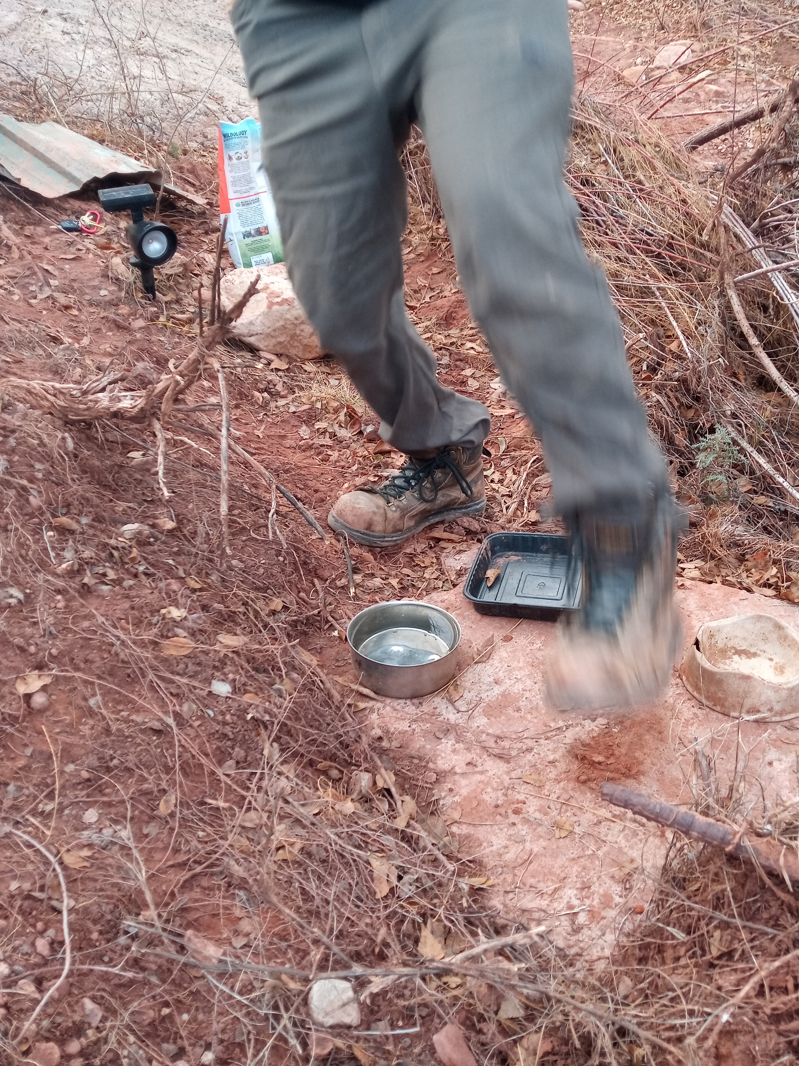 Raw animal camera upload (unprocessed). File: mot-det-20251228-161615.jpg.