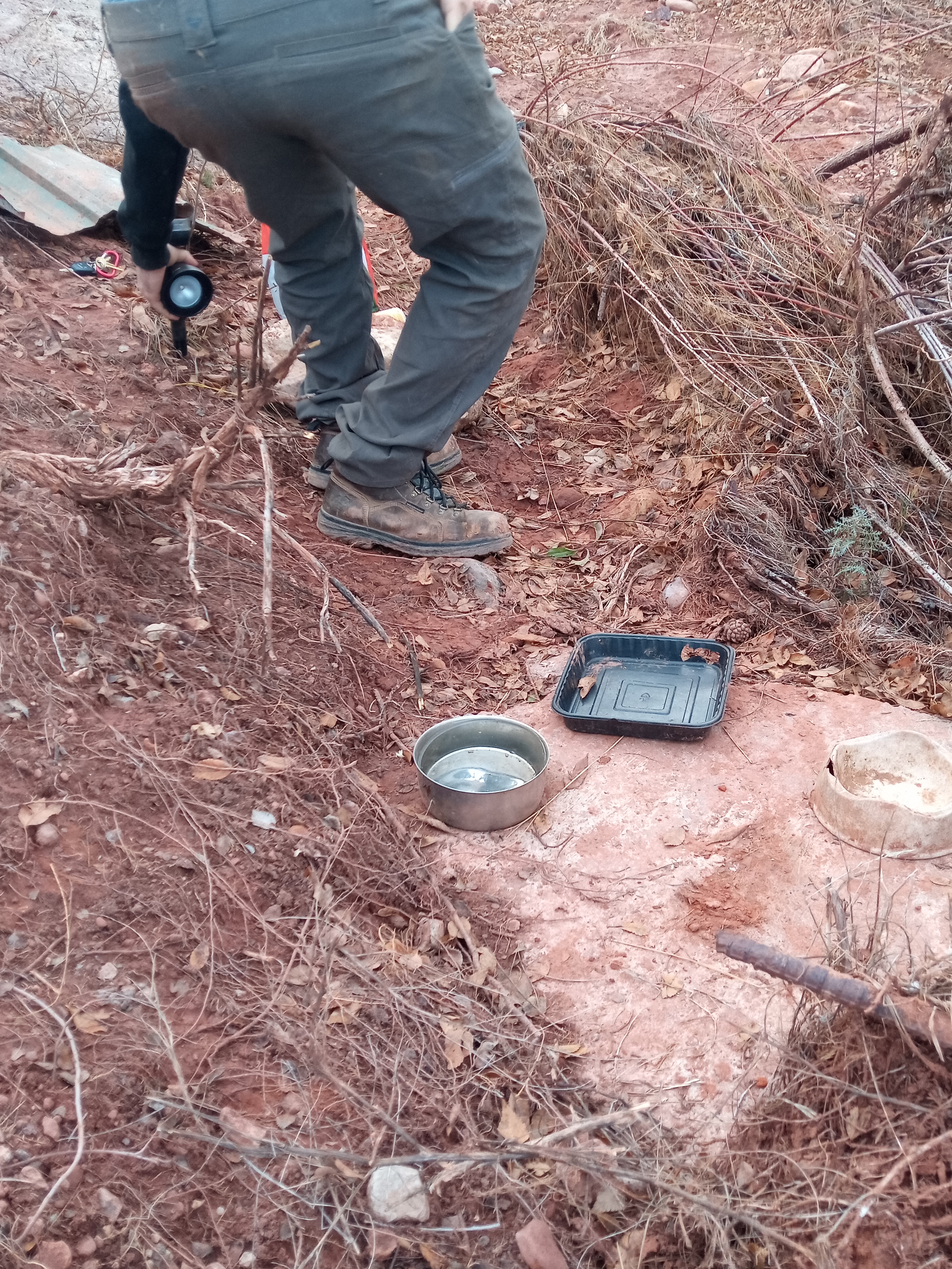 Raw animal camera upload (unprocessed). File: mot-det-20251228-161618.jpg.