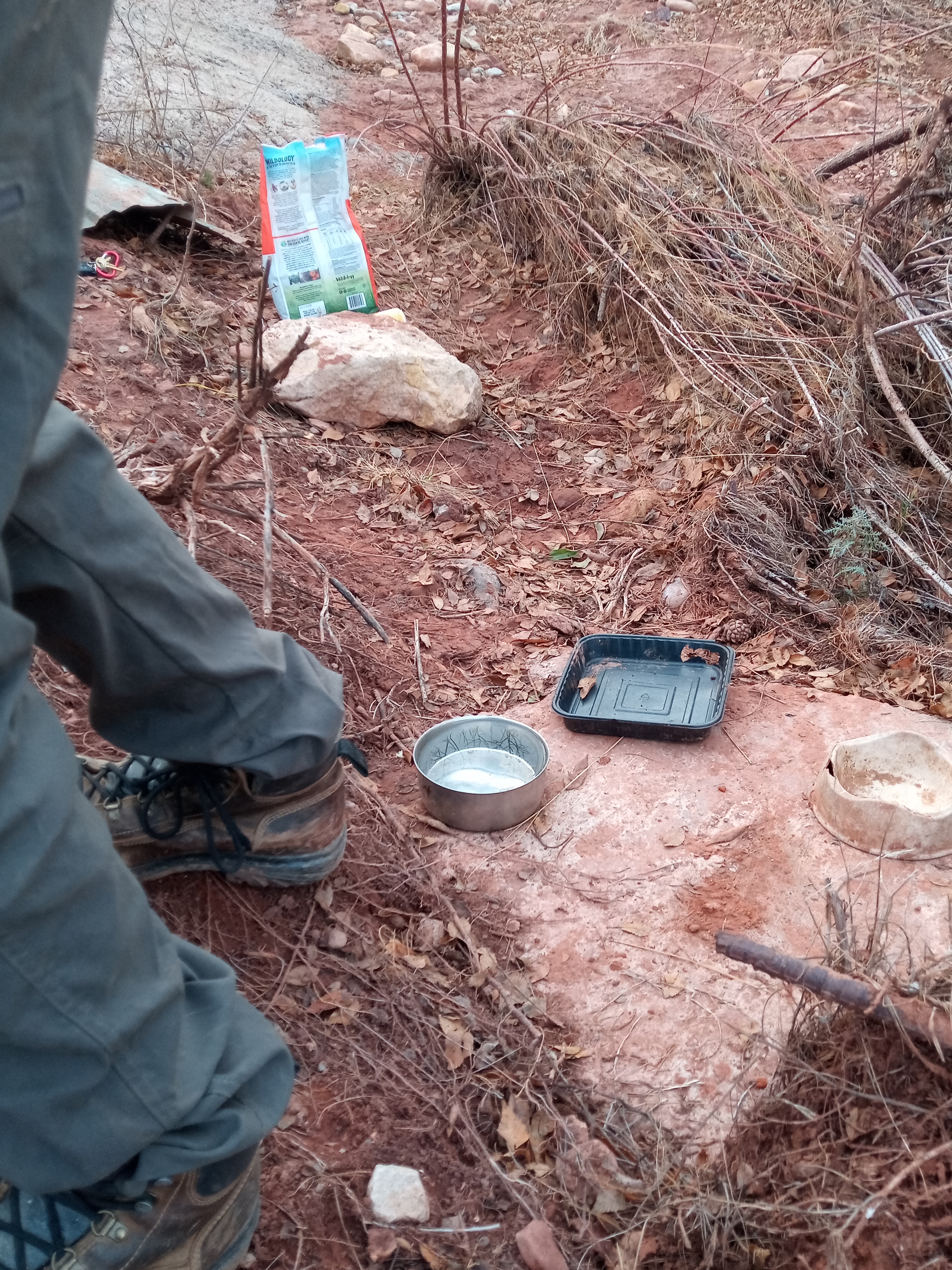 Raw animal camera upload (unprocessed). File: mot-det-20251228-161631.jpg.