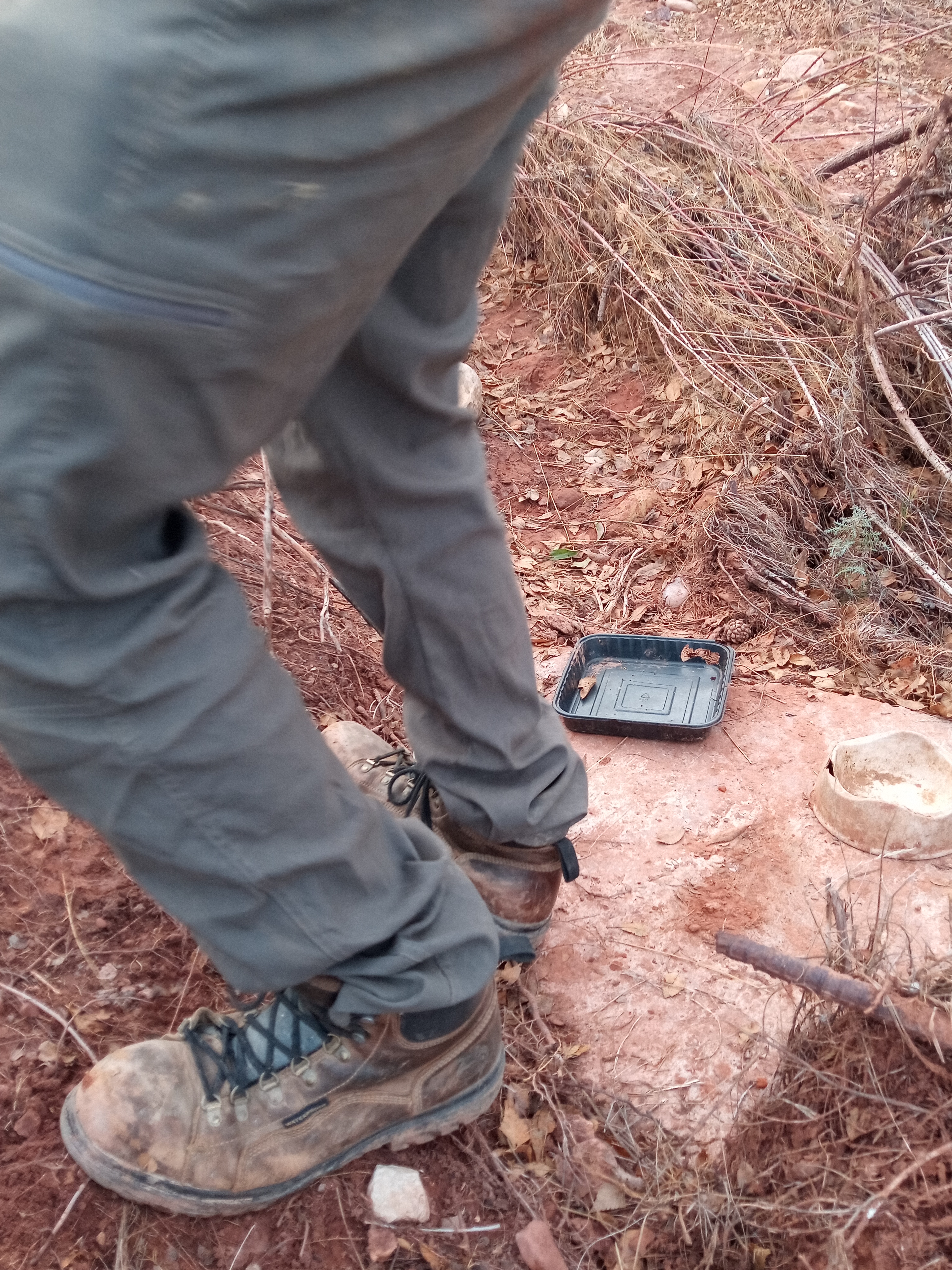 Raw animal camera upload (unprocessed). File: mot-det-20251228-161637.jpg.