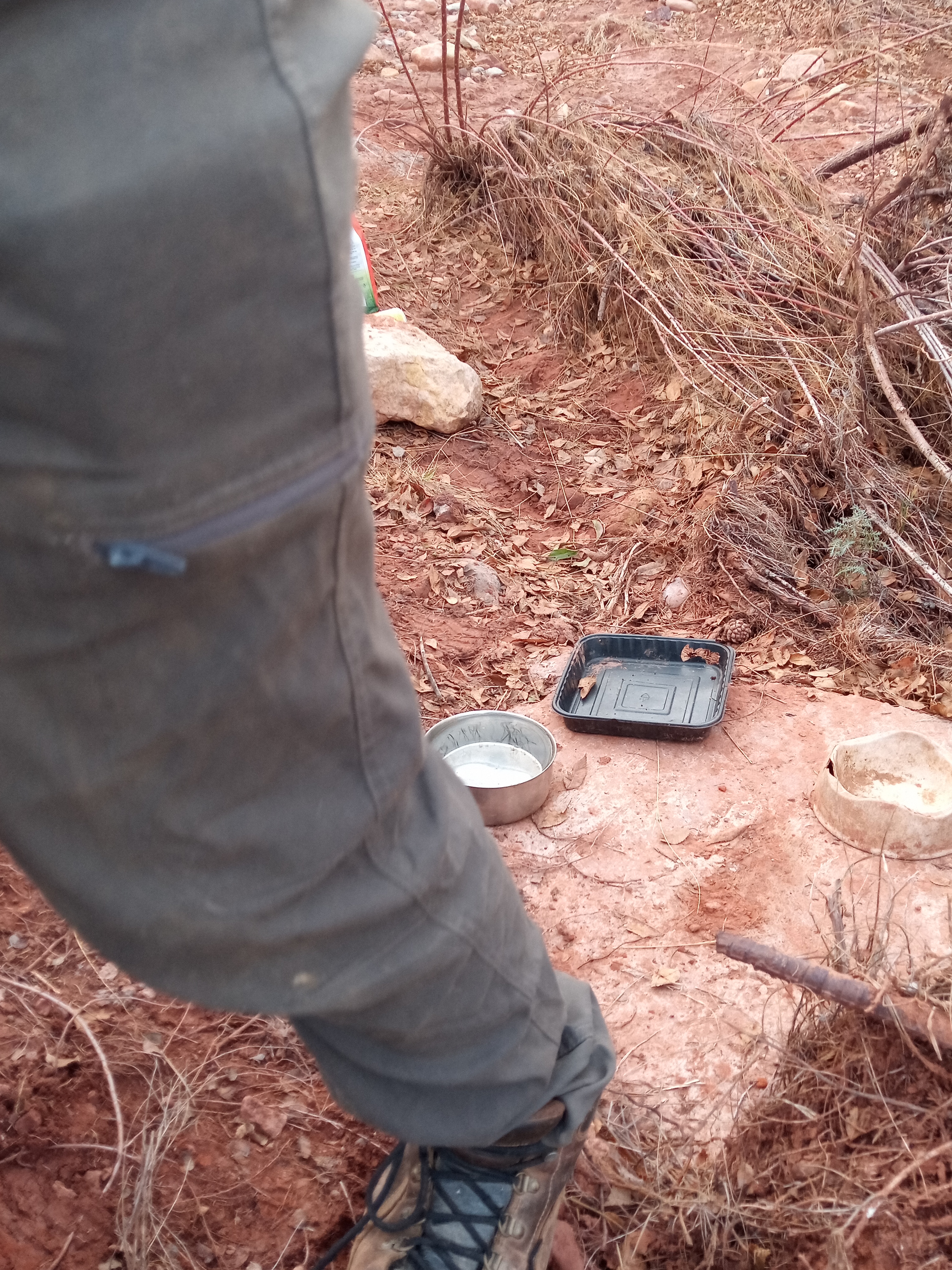 Raw animal camera upload (unprocessed). File: mot-det-20251228-161704.jpg.