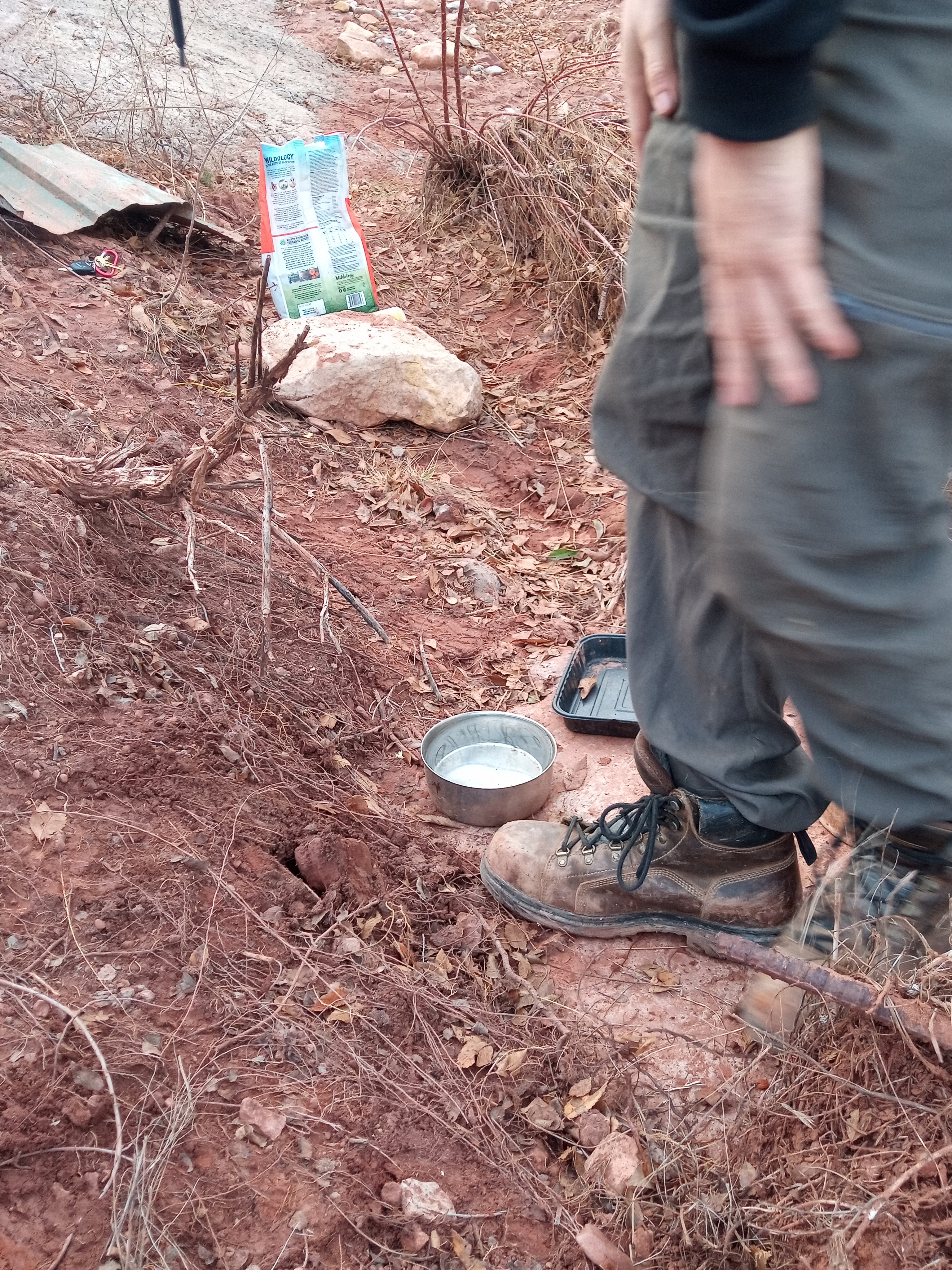 Raw animal camera upload (unprocessed). File: mot-det-20251228-161710.jpg.