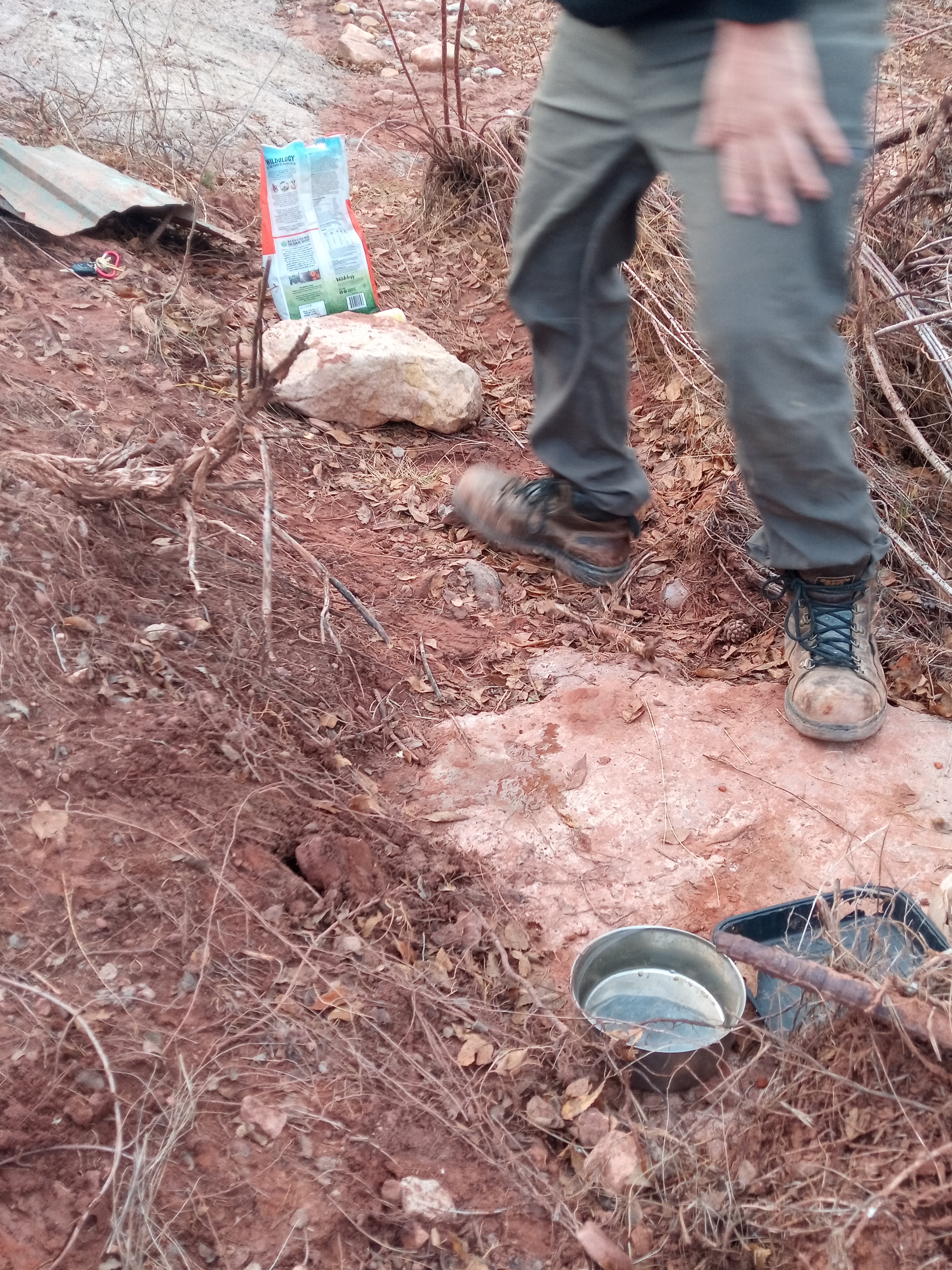 Raw animal camera upload (unprocessed). File: mot-det-20251228-161720.jpg.