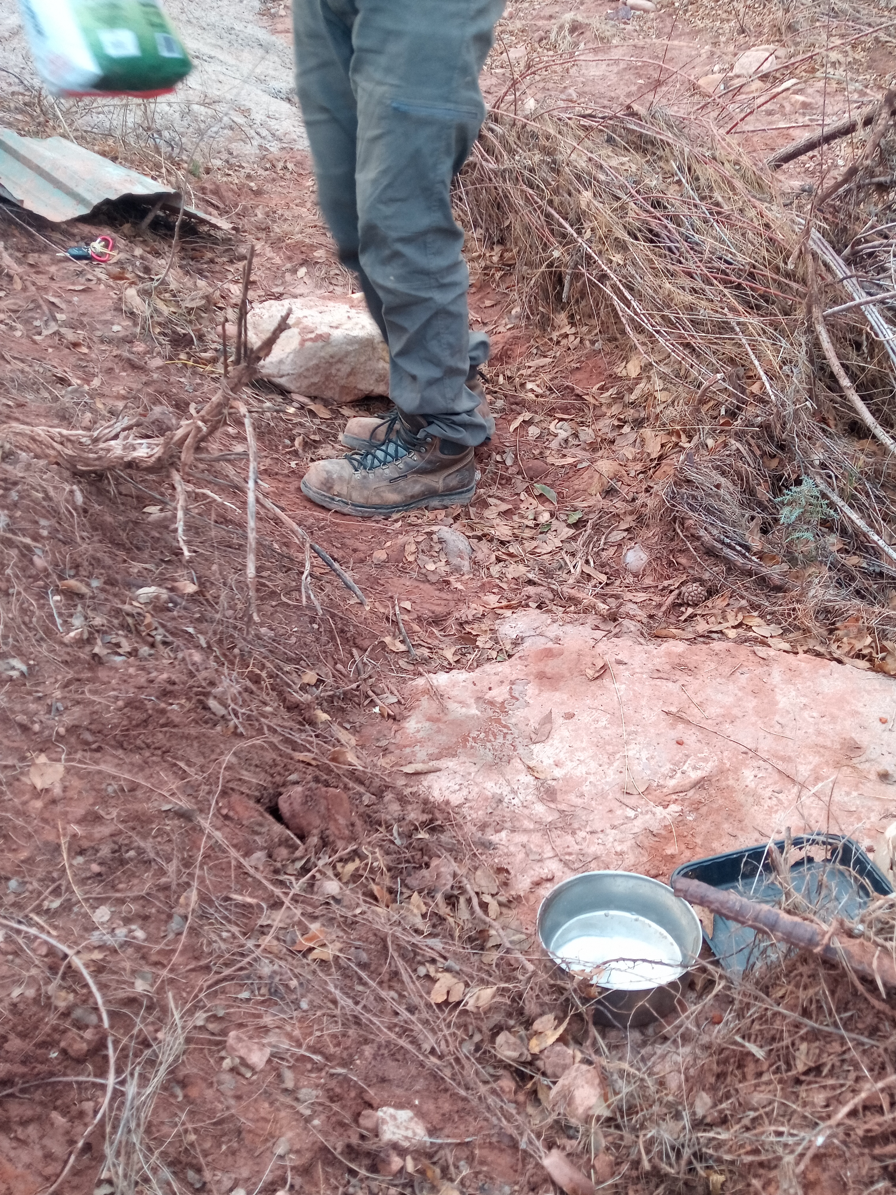 Raw animal camera upload (unprocessed). File: mot-det-20251228-161724.jpg.