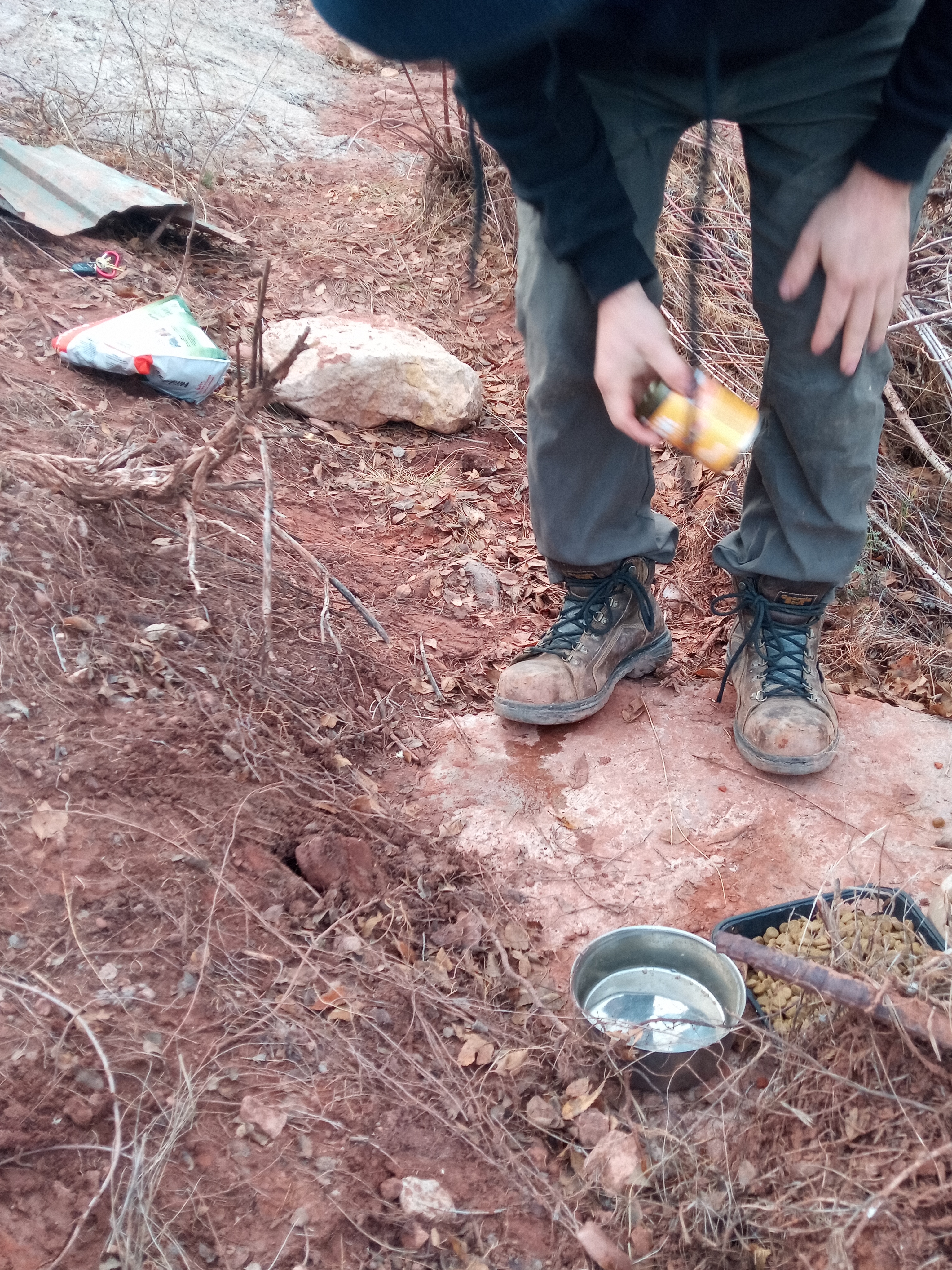 Raw animal camera upload (unprocessed). File: mot-det-20251228-161753.jpg.