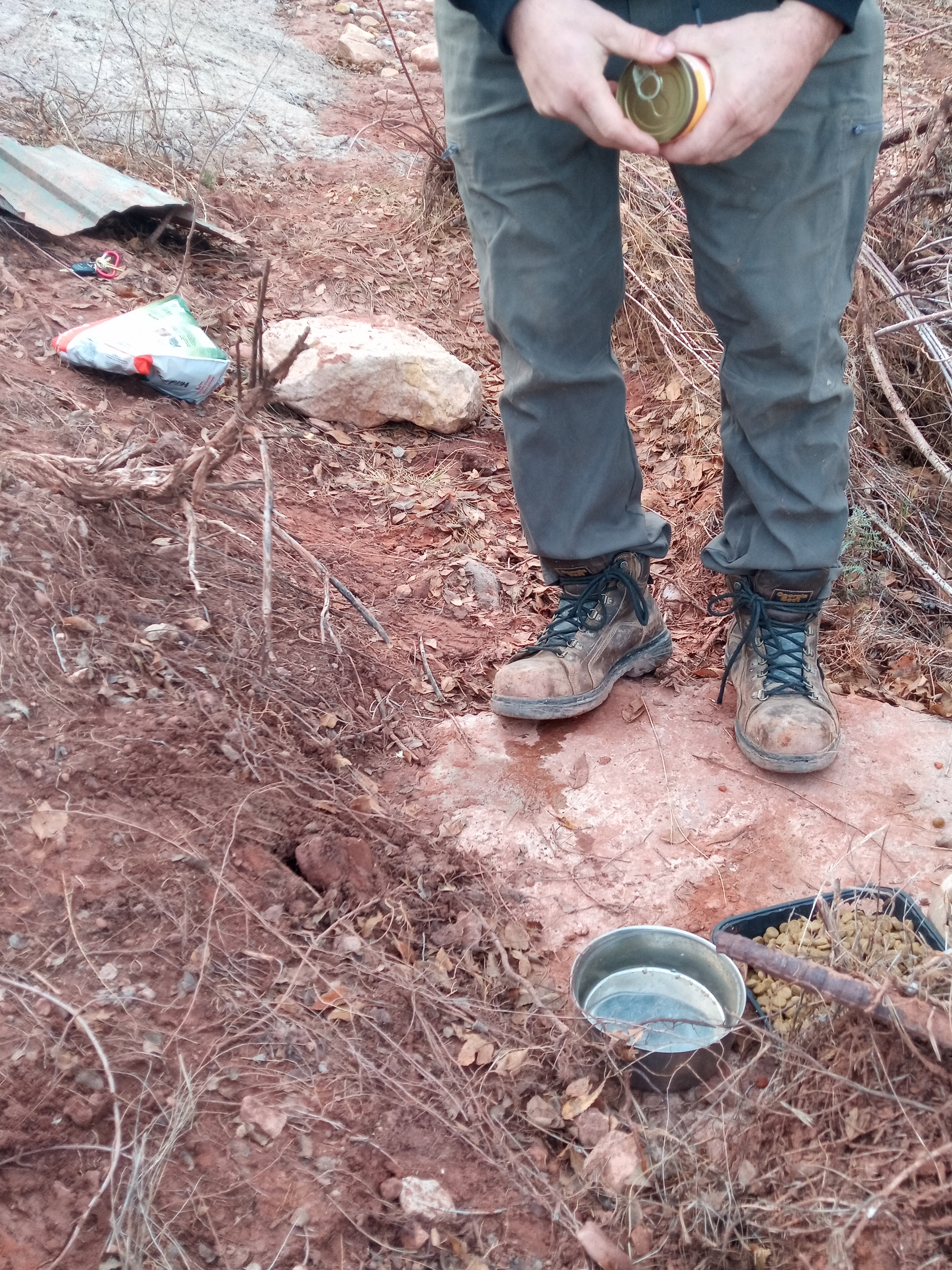 Raw animal camera upload (unprocessed). File: mot-det-20251228-161756.jpg.