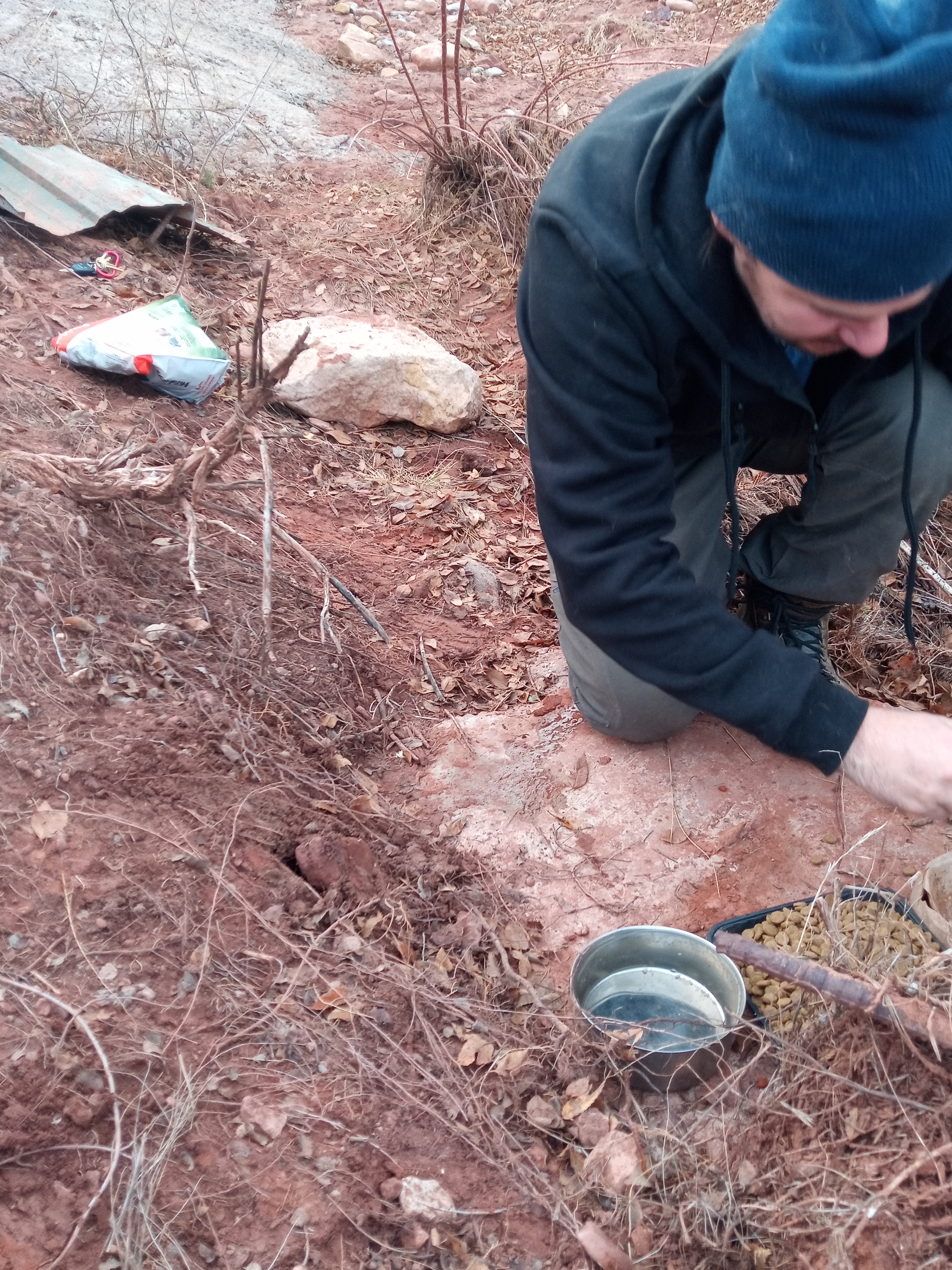 Raw animal camera upload (unprocessed). File: mot-det-20251228-161810.jpg.